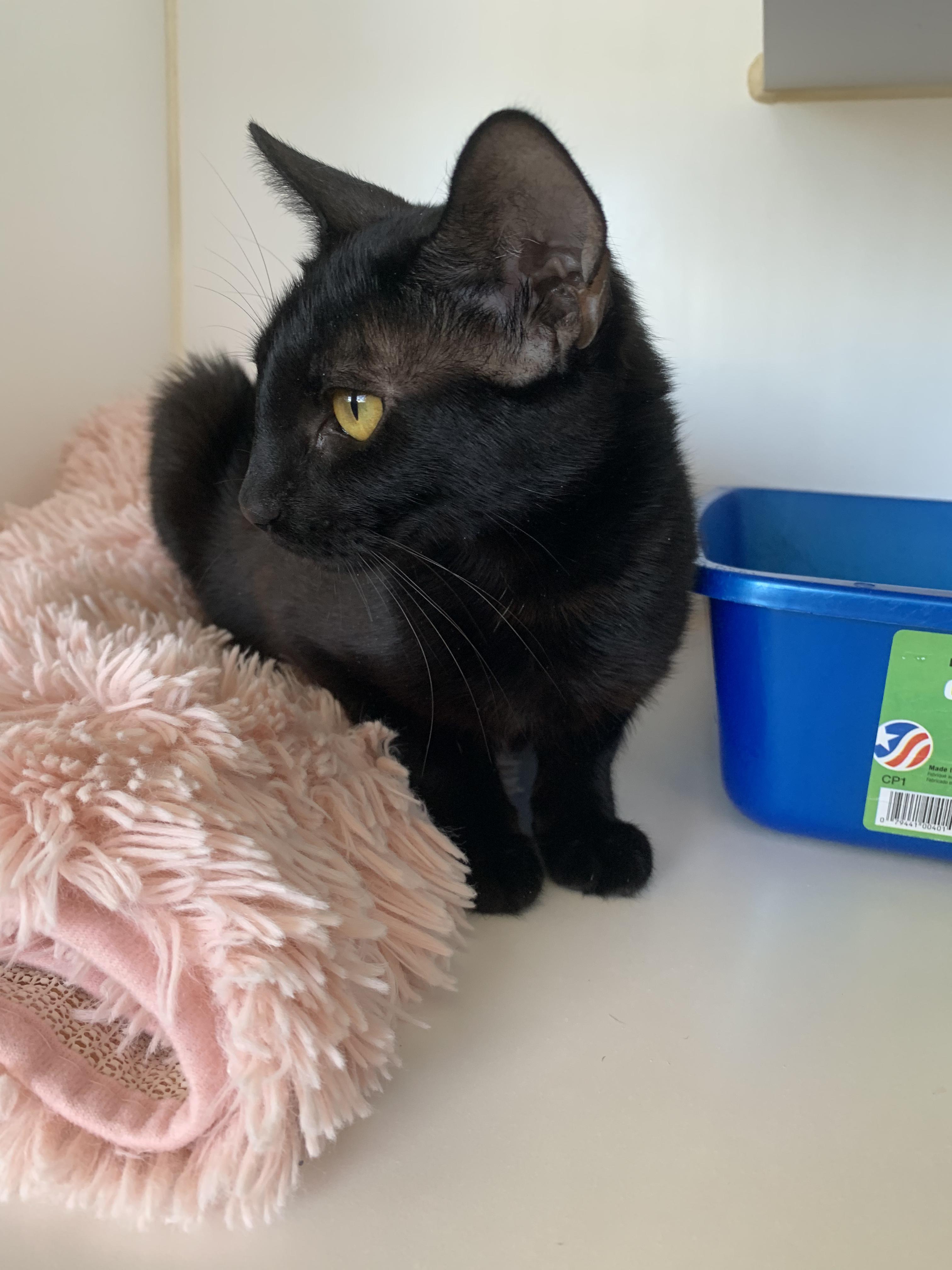 Ocean, a Adoptable Domestic Short Hair in Grass Valley, CA image 3/5