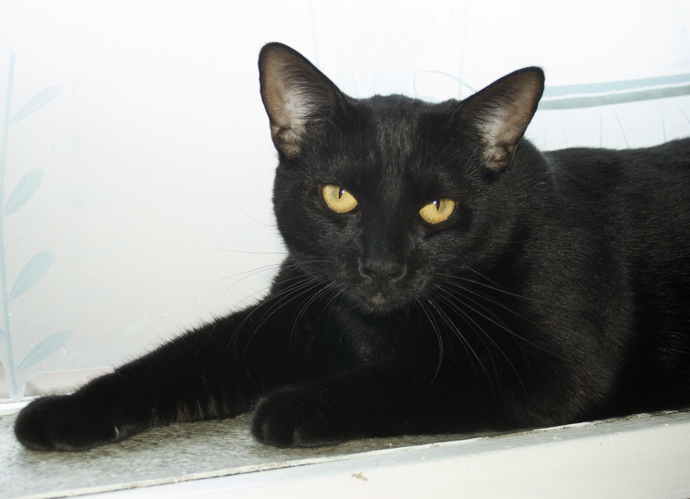 Enlarge Ocean, a Adoptable Domestic Short Hair in Grass Valley, CA image 1/5