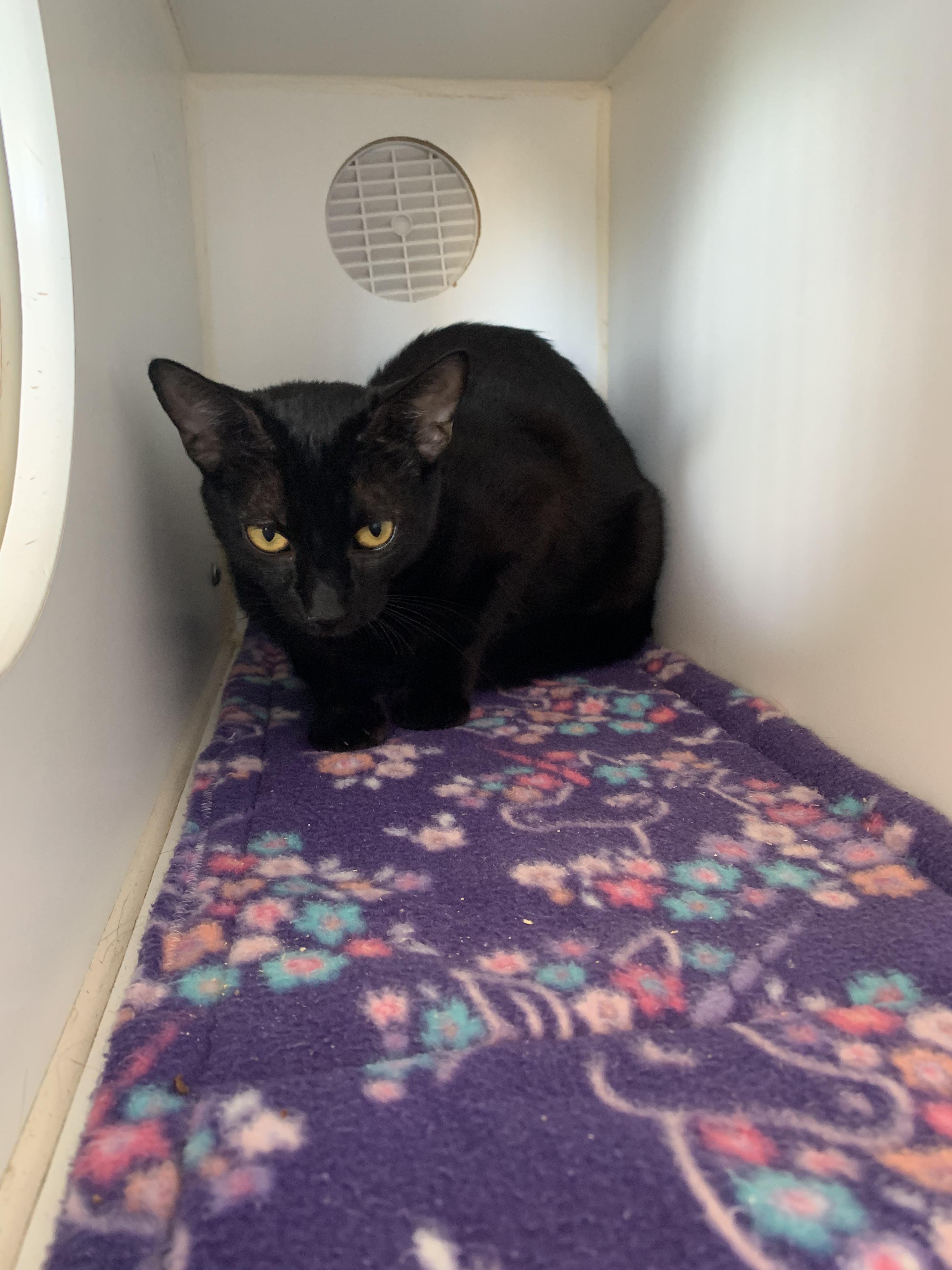 Ocean, a Adoptable Domestic Short Hair in Grass Valley, CA image 4/5