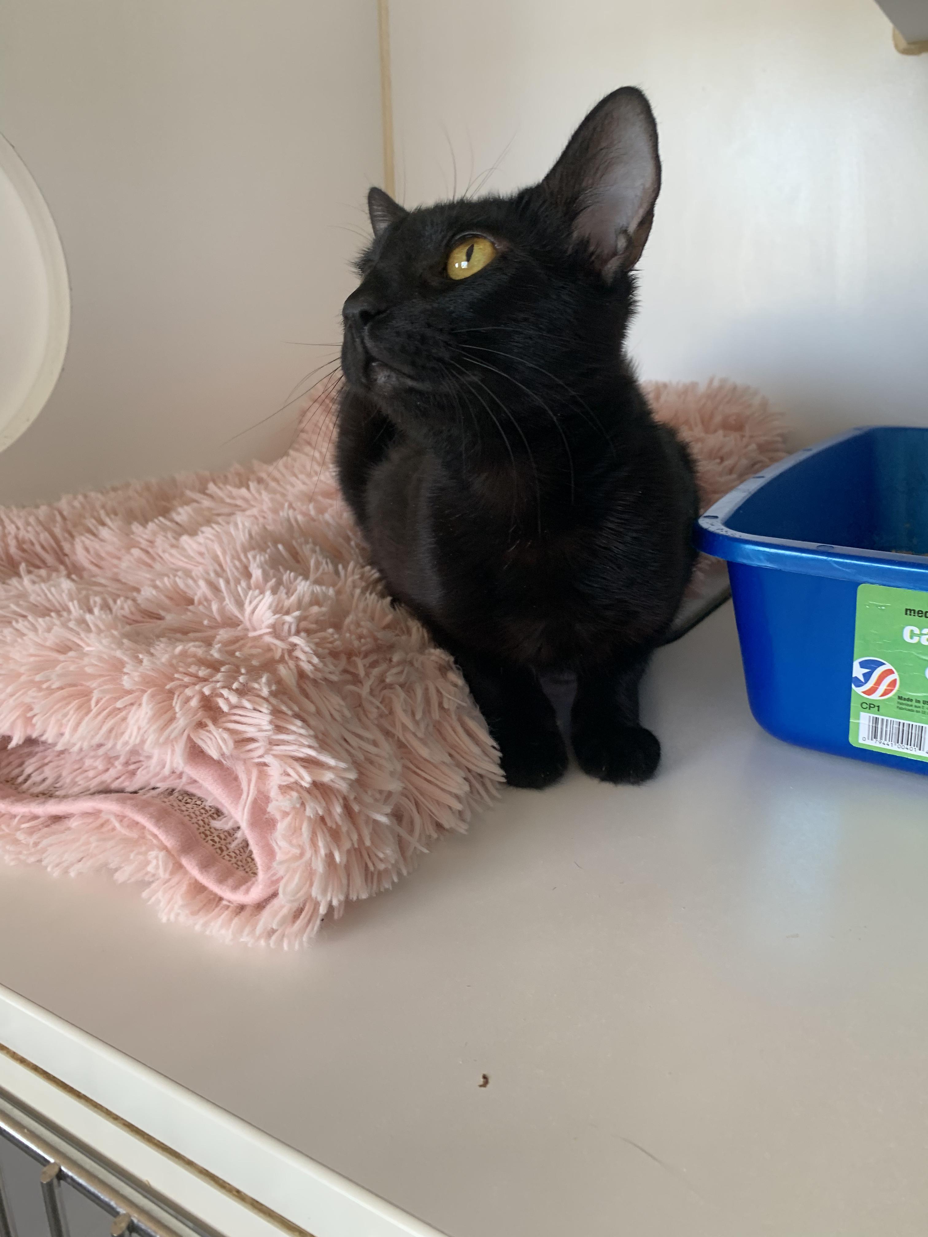 Ocean, a Adoptable Domestic Short Hair in Grass Valley, CA image 5/5