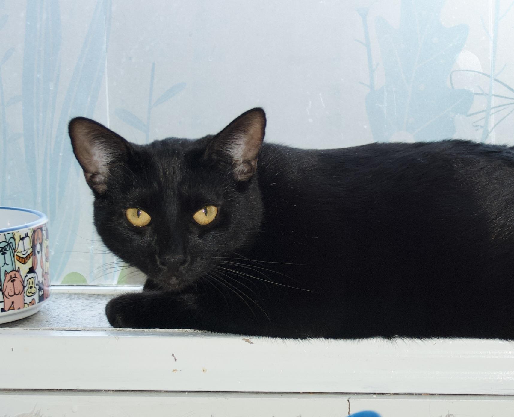 Enlarge Ocean, a Adoptable Domestic Short Hair in Grass Valley, CA image 5/5