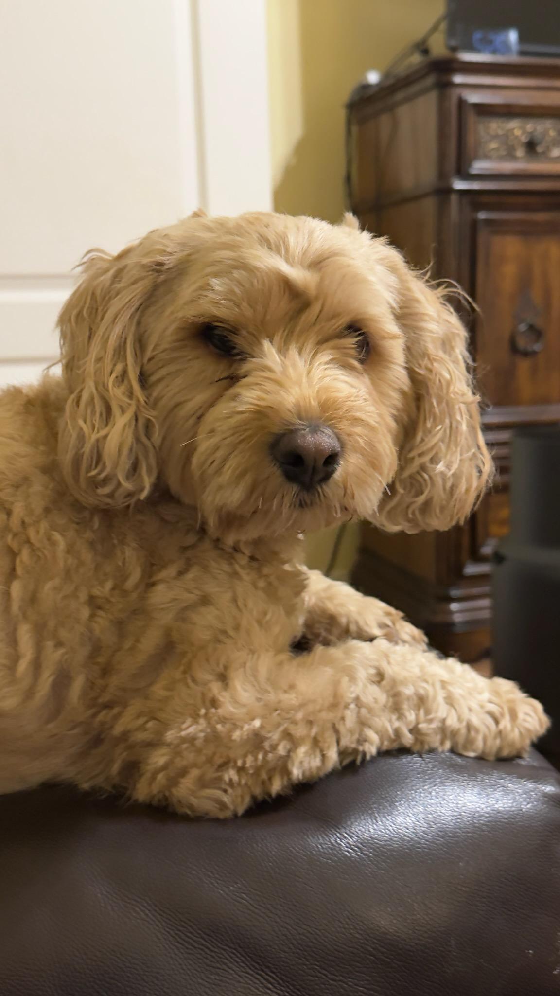 Seth, adopted, Young Male Maltipoo.