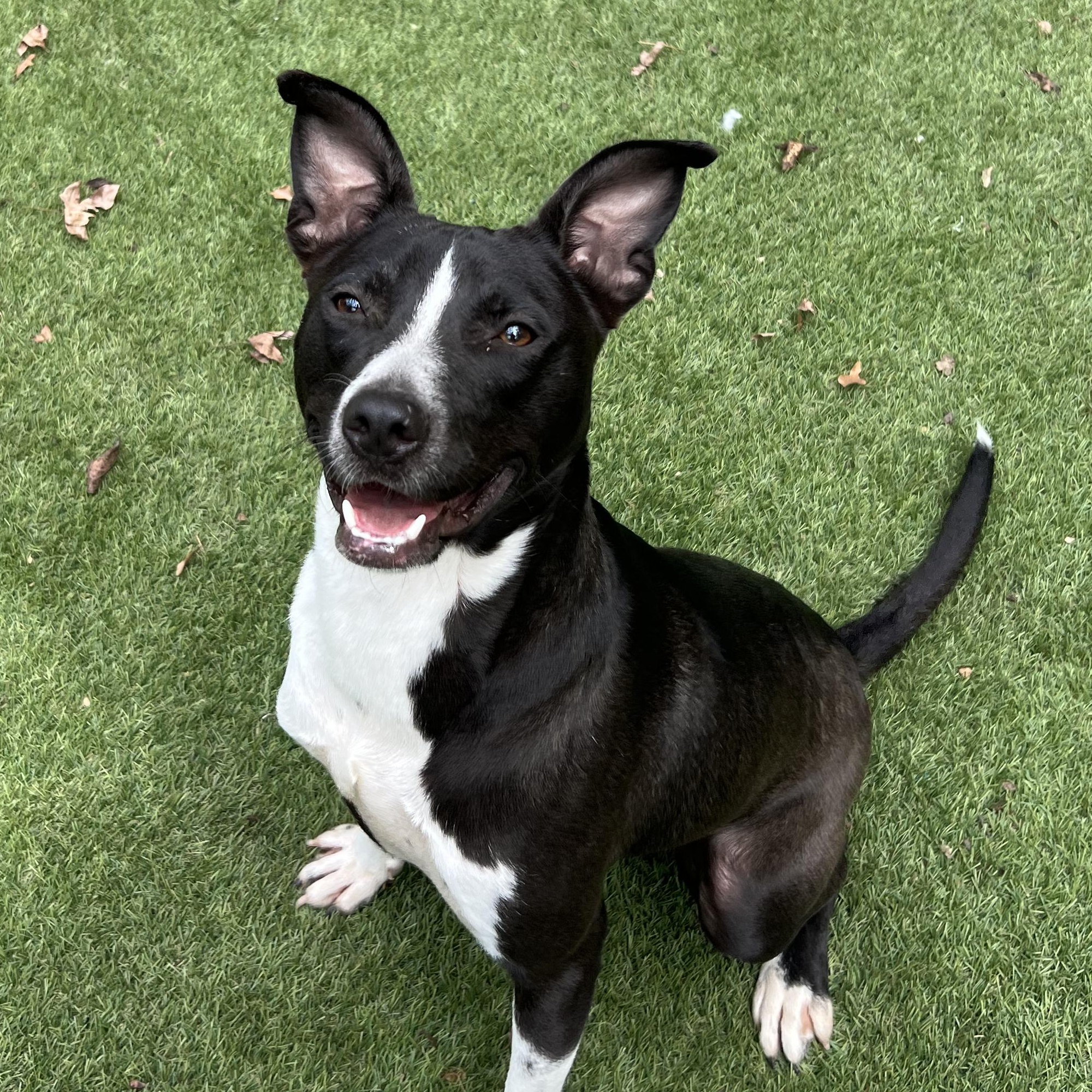 Enlarge Jerry, a Adoptable mixed breed in Pittsburgh , PA image 1/4