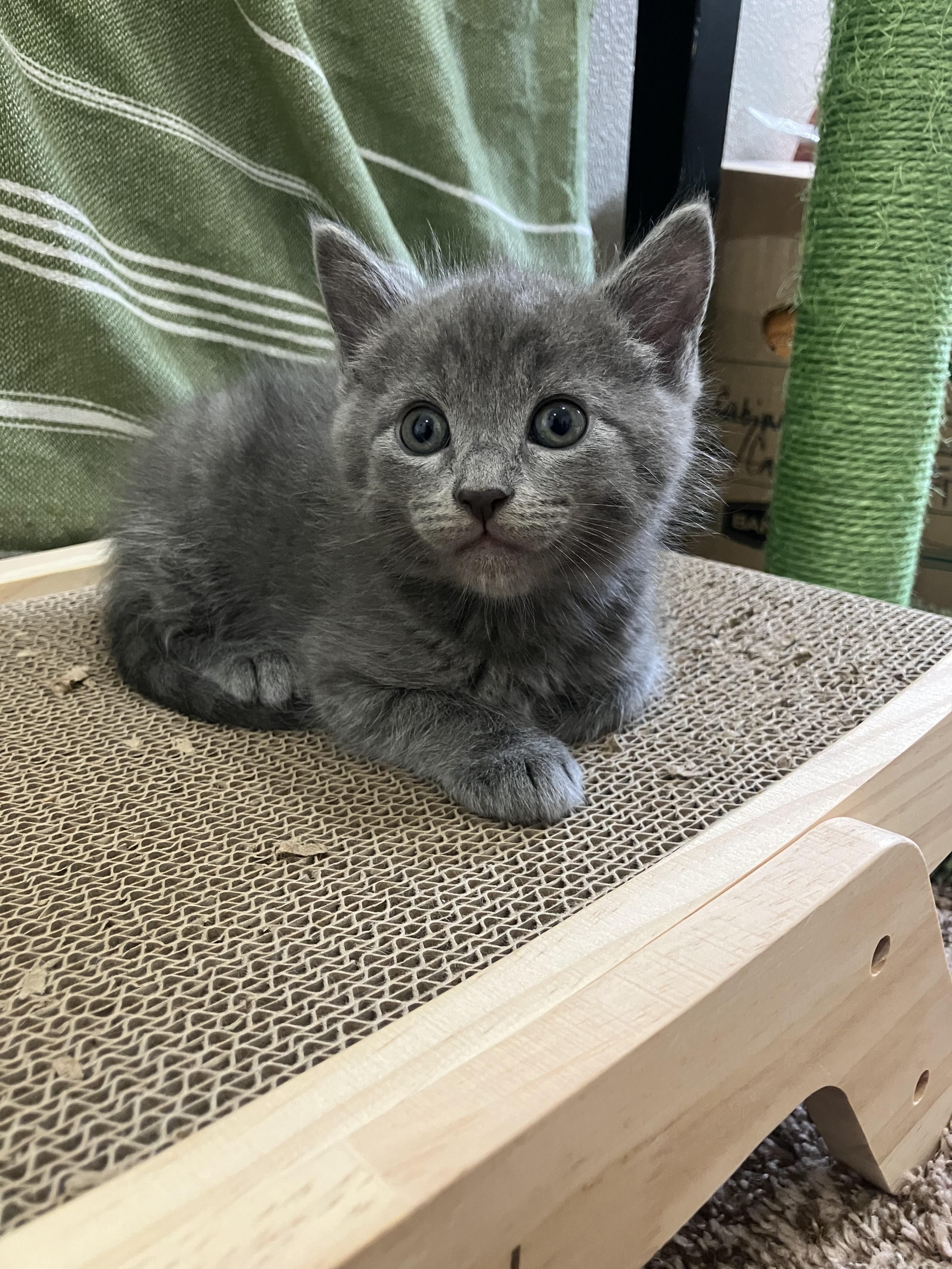 Enlarge Leonard, an adopted Domestic Medium Hair in Hillsboro, OR image 4/4