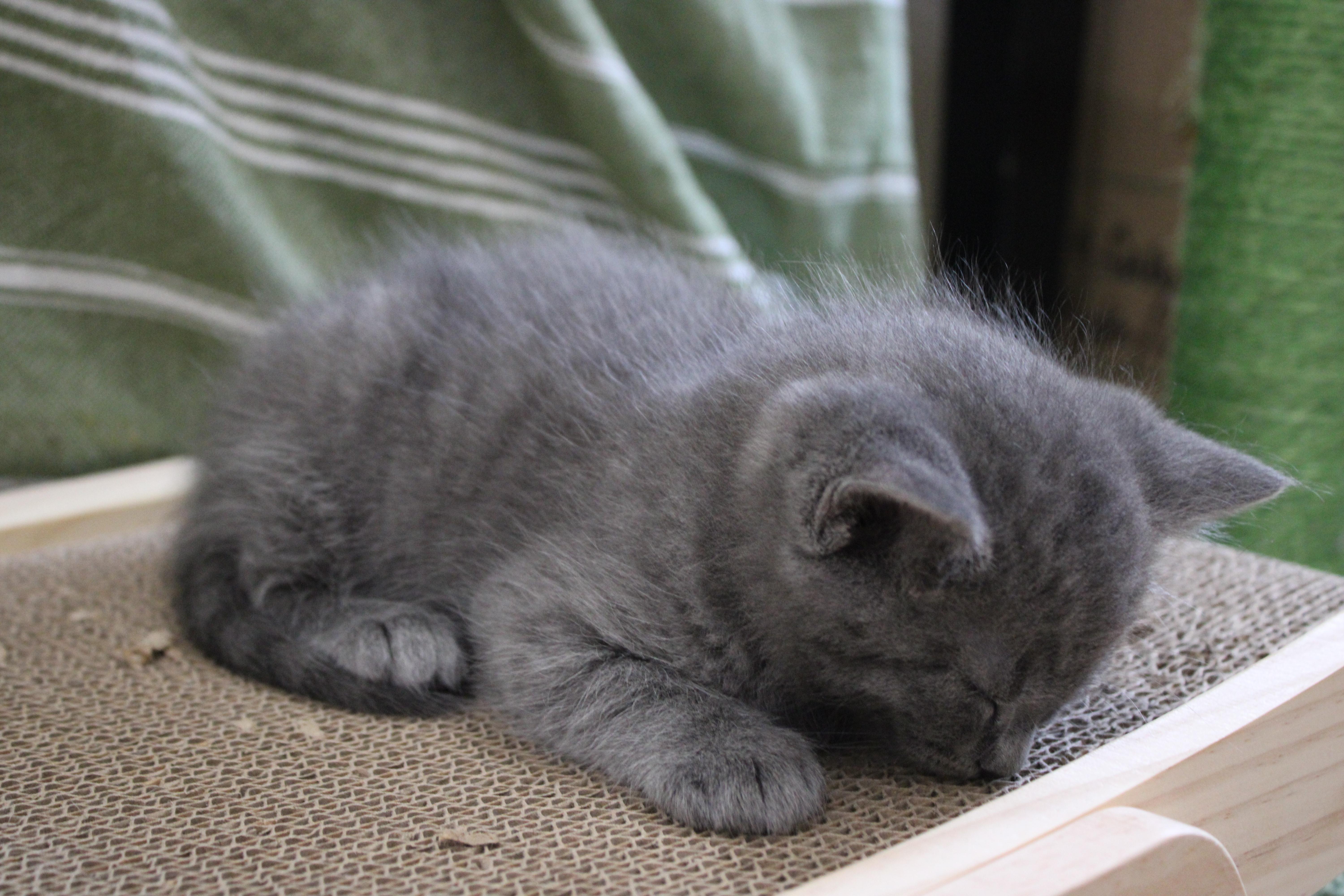 Leonard, adopted, Kitten Male Domestic Medium Hair.