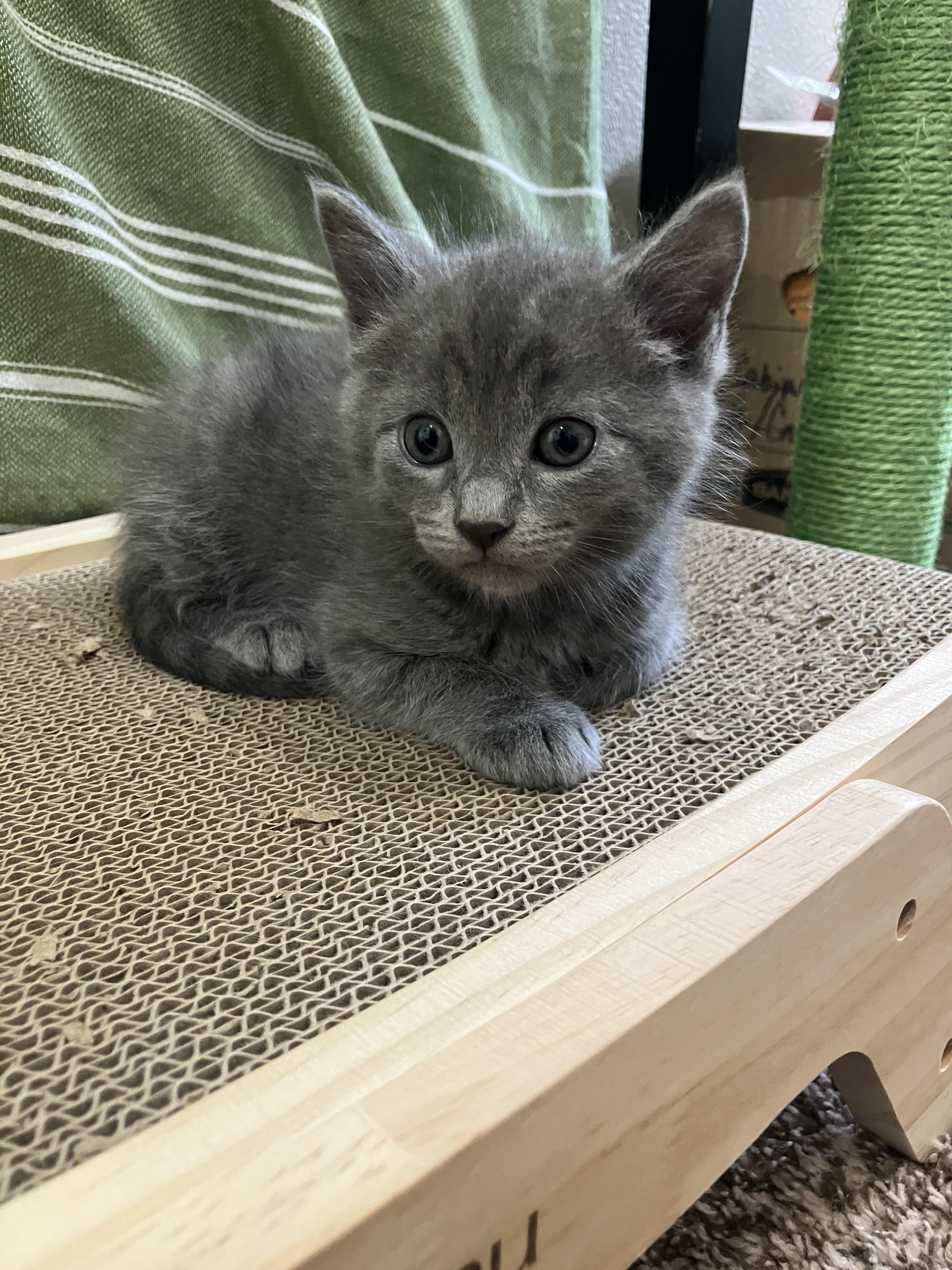 Enlarge Leonard, an adopted Domestic Medium Hair in Hillsboro, OR image 3/4