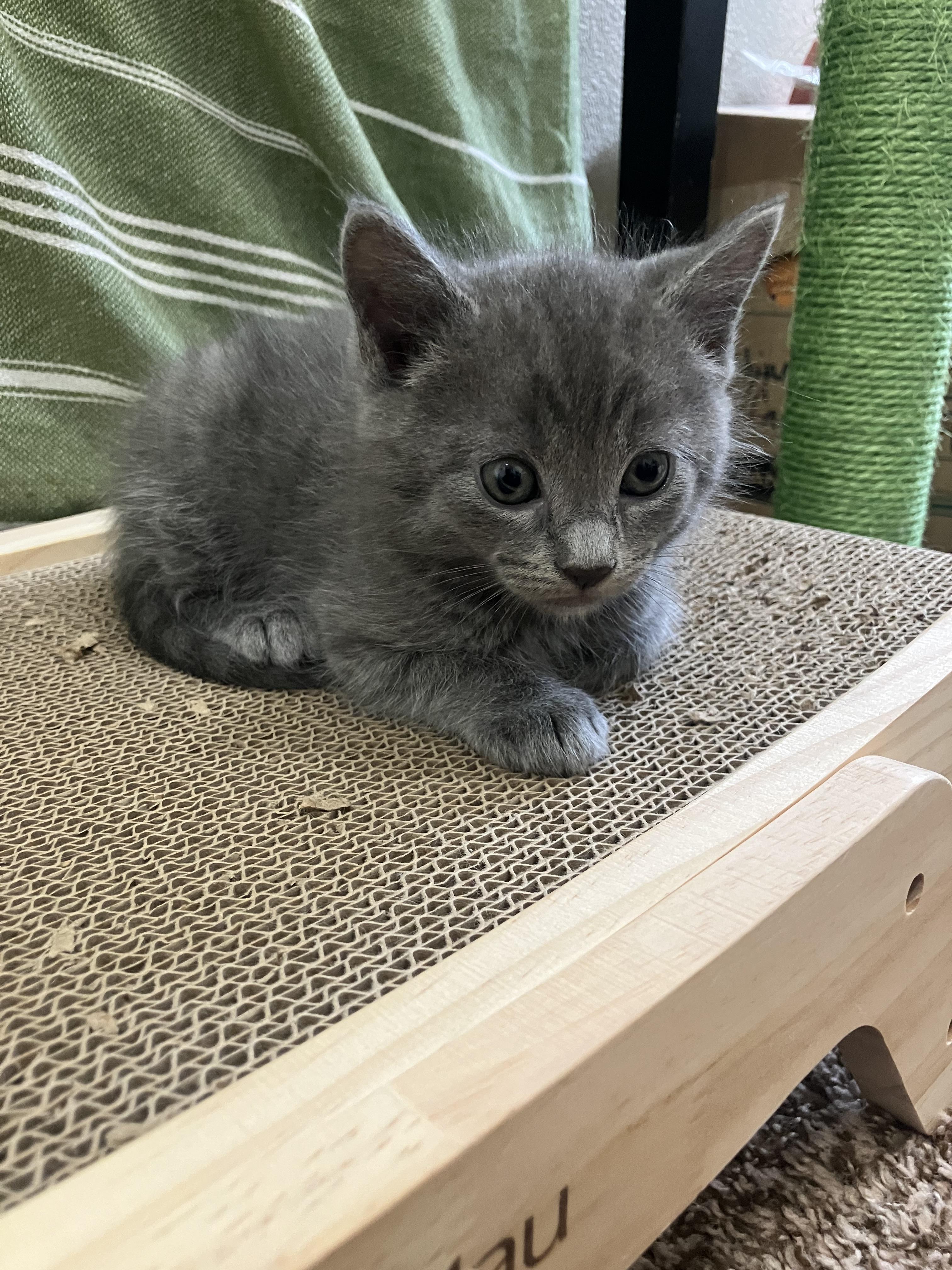 Enlarge Leonard, an adopted Domestic Medium Hair in Hillsboro, OR image 2/4