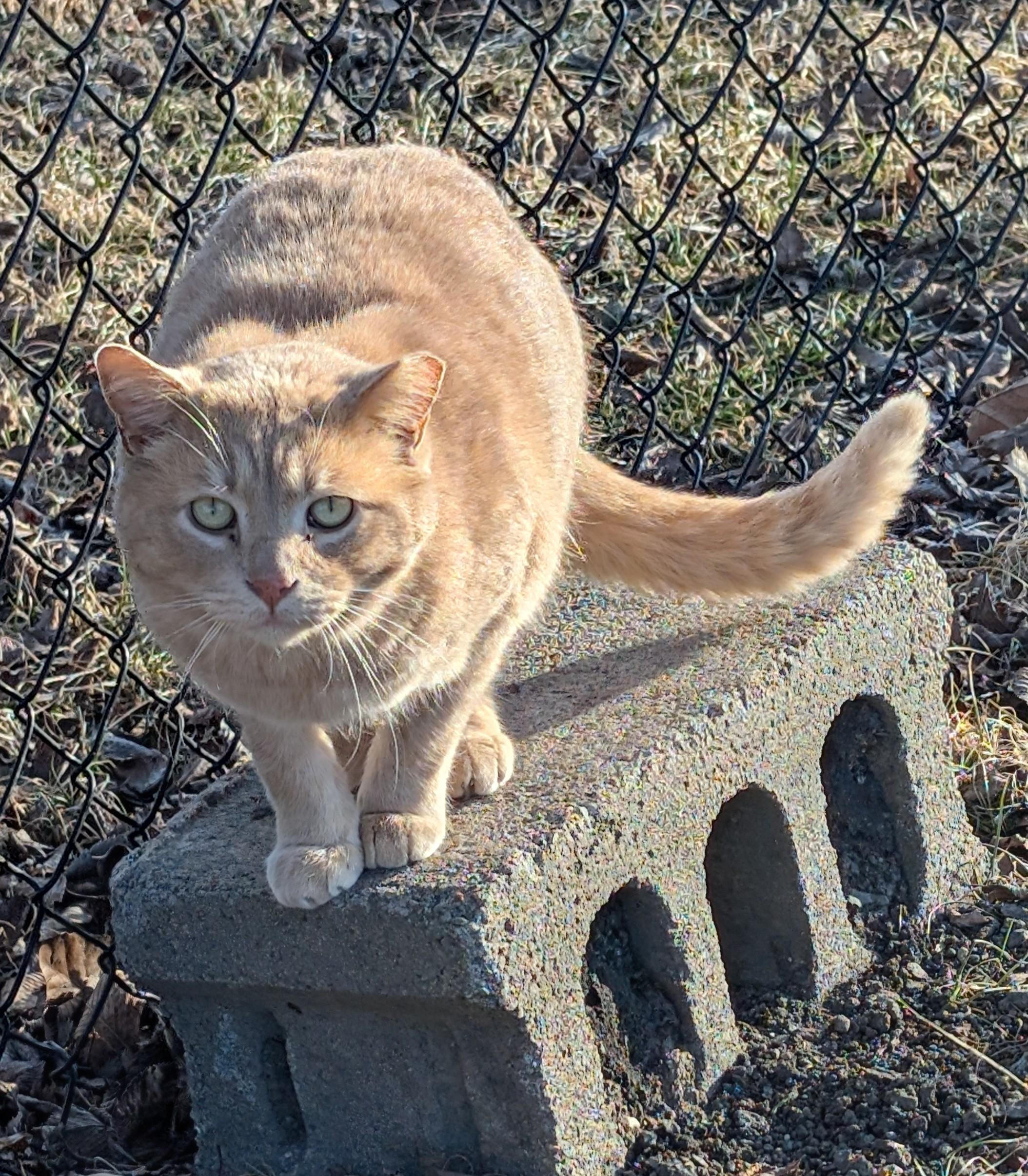 Panther, Adoptable, Young Male Domestic Short Hair.