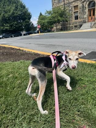 Jia Li, Adoptable, Puppy Female Mixed Breed & Mixed Breed.