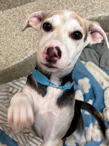 Jia Li, Adoptable, Puppy Female Mixed Breed & Mixed Breed.