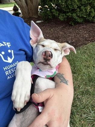 Jia Li, a Adoptable mixed breed in Washington, DC image 3/3
