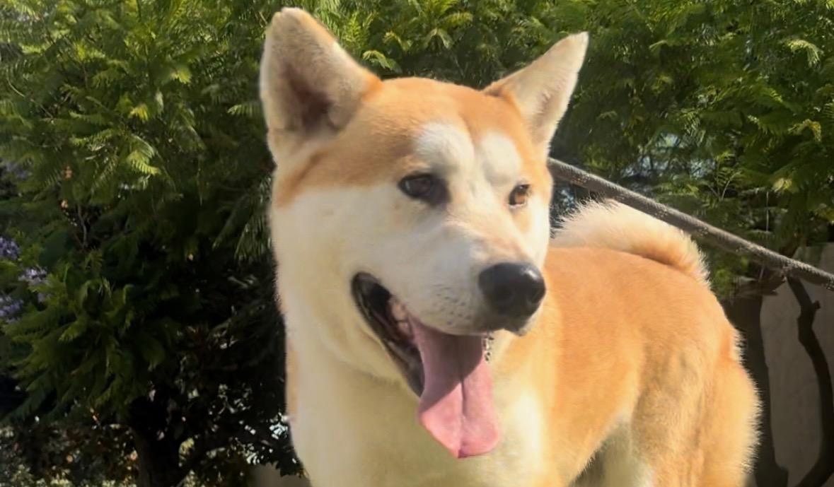Enlarge Kai, a Adopted Akita in Long Beach, CA image 2/5