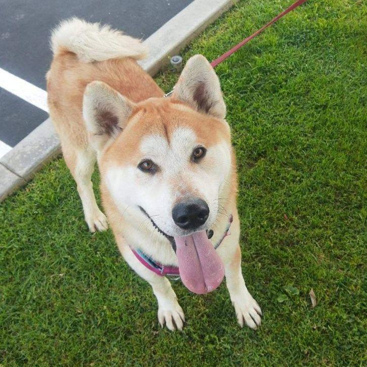 Enlarge Kai, a Adopted Akita in Long Beach, CA image 3/5