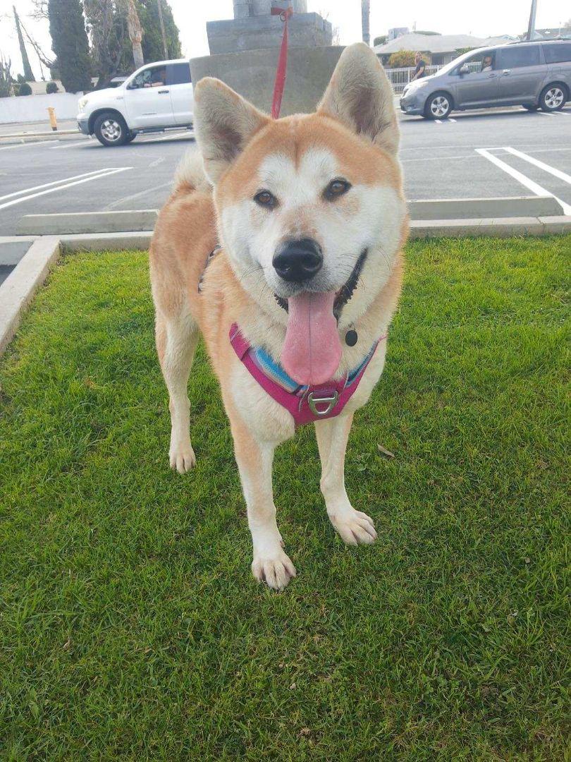Enlarge Kai, a Adopted Akita in Long Beach, CA image 4/5