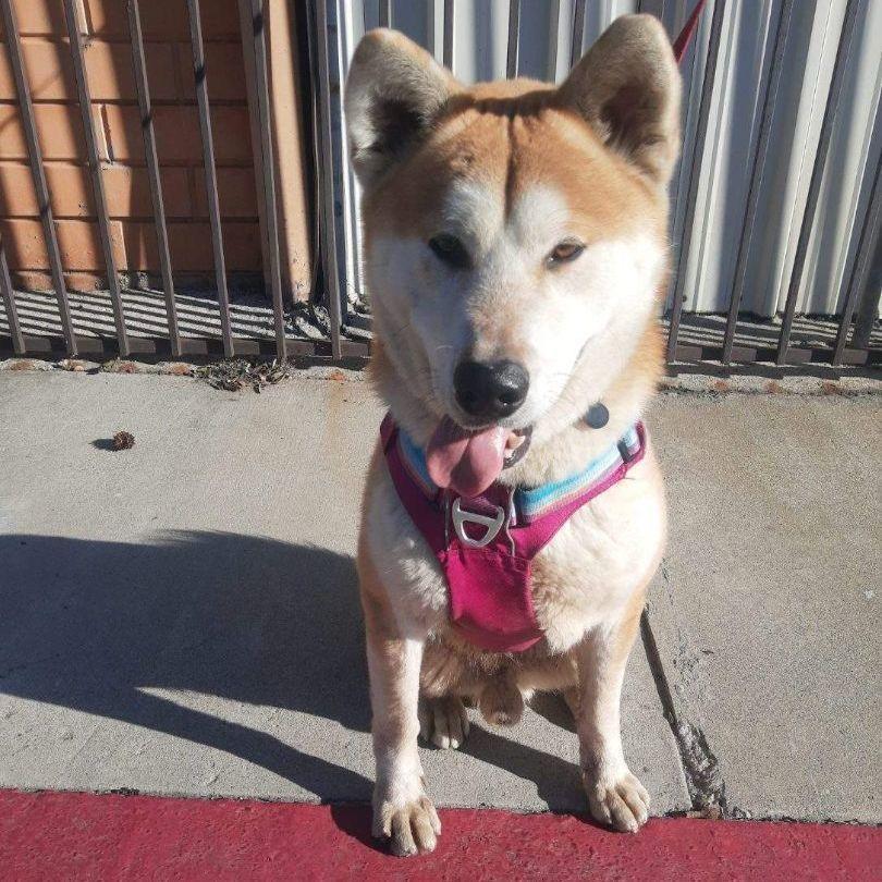 Kai, Adopted, Adult Male Akita.