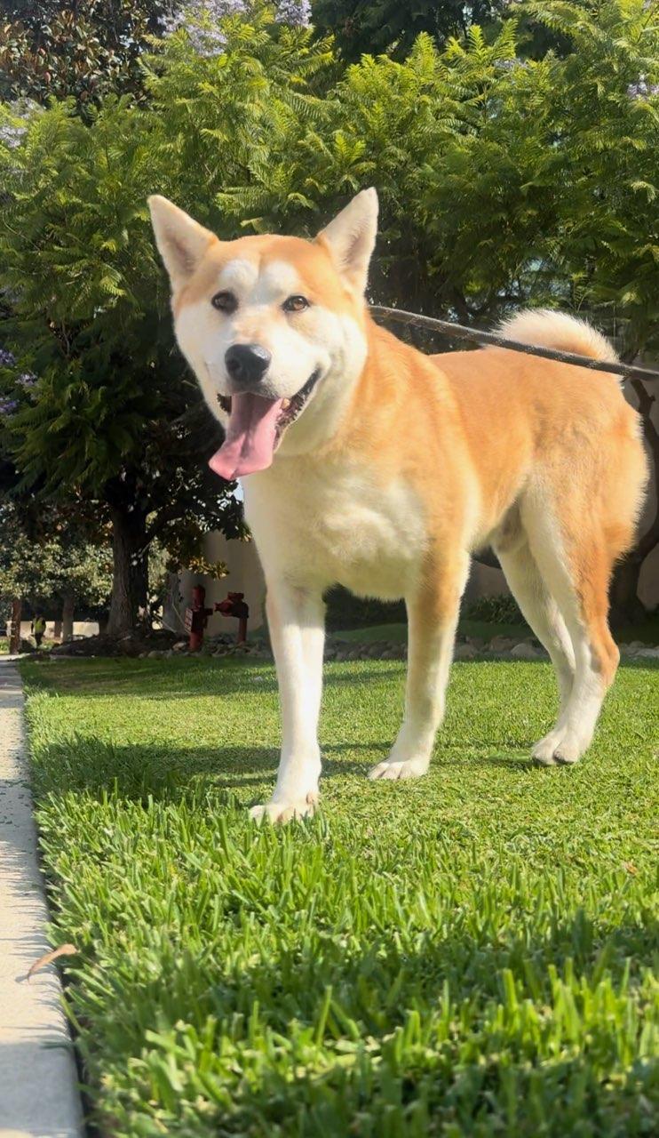 Enlarge Kai, a Adopted Akita in Long Beach, CA image 5/5