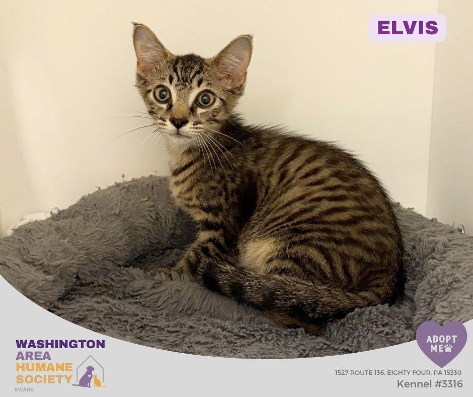 Elvis, ADOPTABLE, Kitten Male Domestic Short Hair.