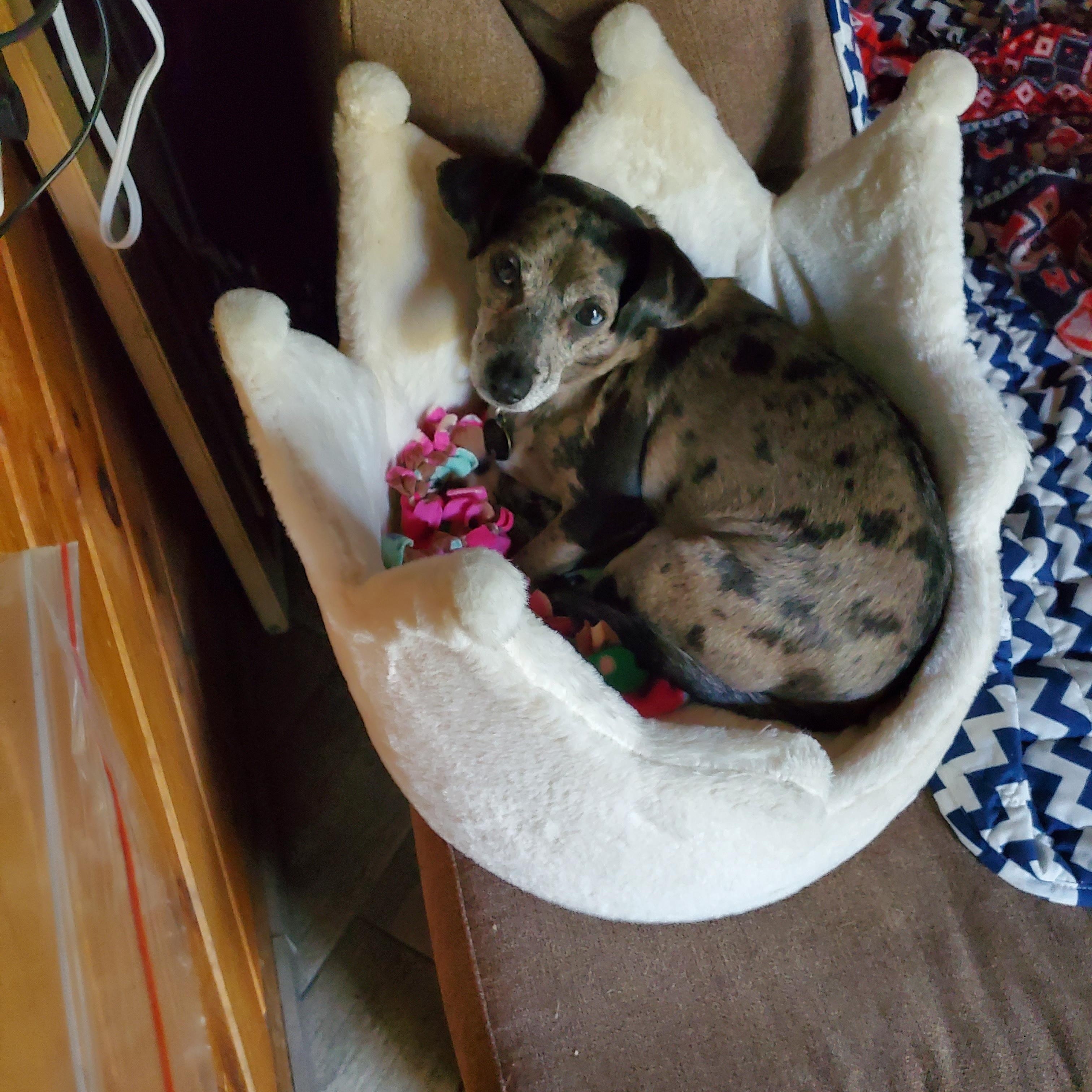 Enlarge Merle in NH Come Meet our Adoptable dogs Wed-Sat, more Info in Bio, an adoptable mixed breed in Manchester, NH image 2/6