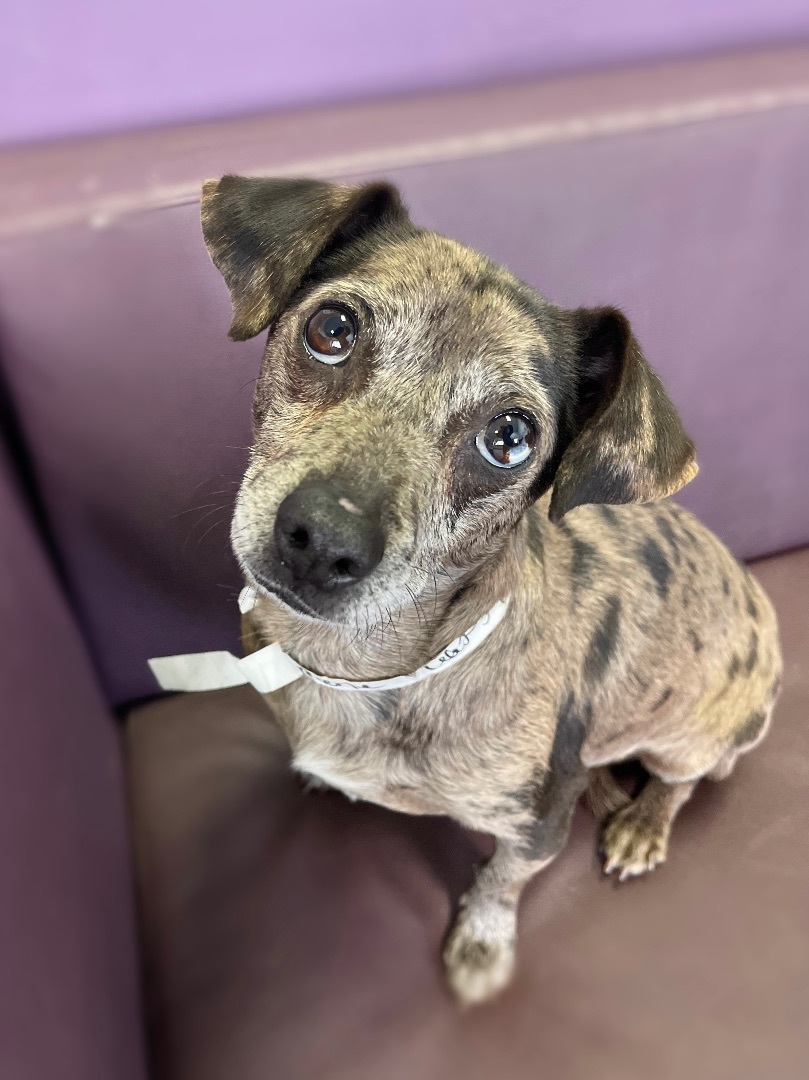 Merle in NH Come Meet our Adoptable dogs Wed-Sat, more Info in Bio, adoptable, Adult Male Dachshund.