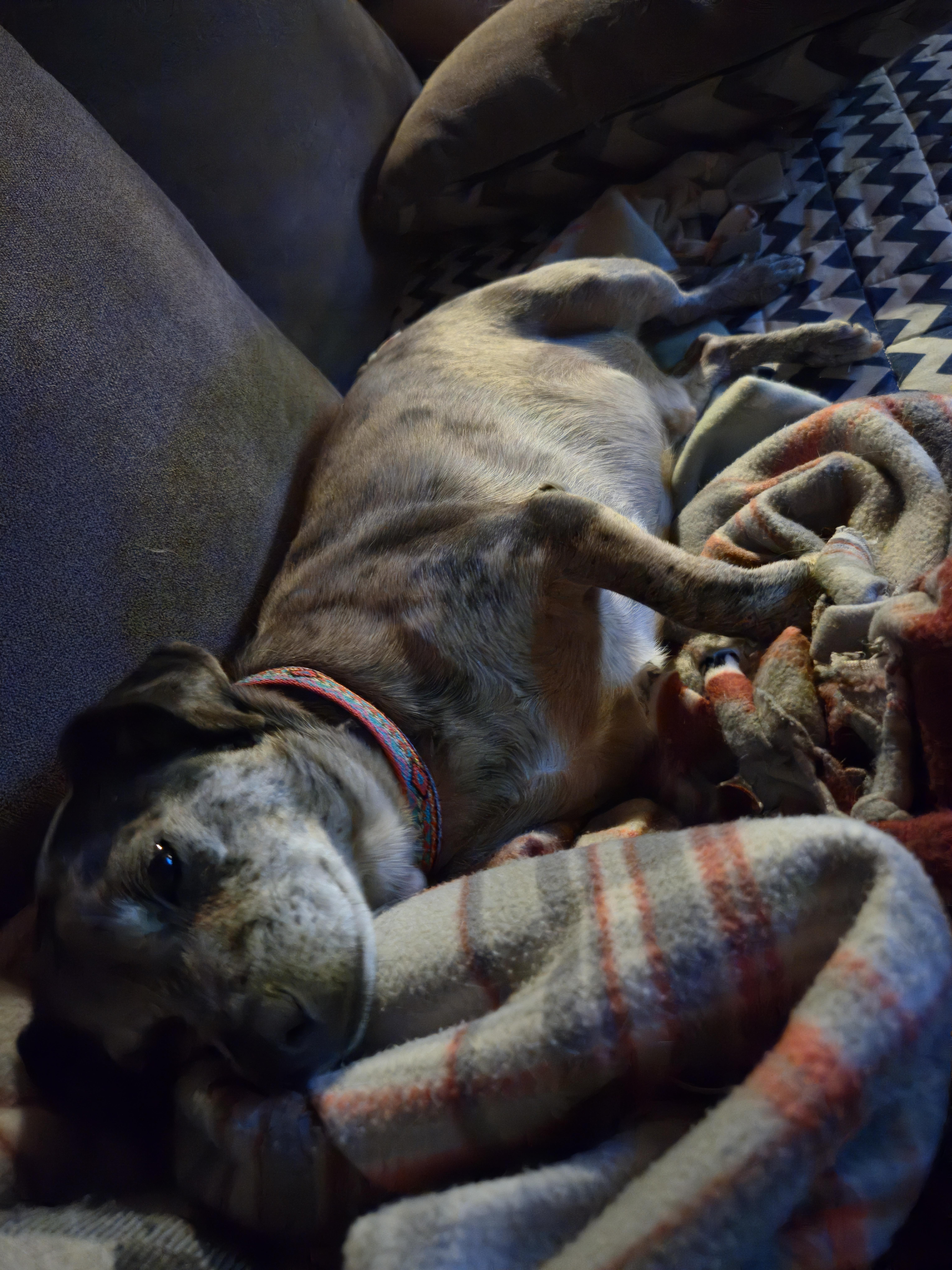 Enlarge Merle in NH Come Meet our Adoptable dogs Wed-Sat, more Info in Bio, an adoptable mixed breed in Manchester, NH image 3/6