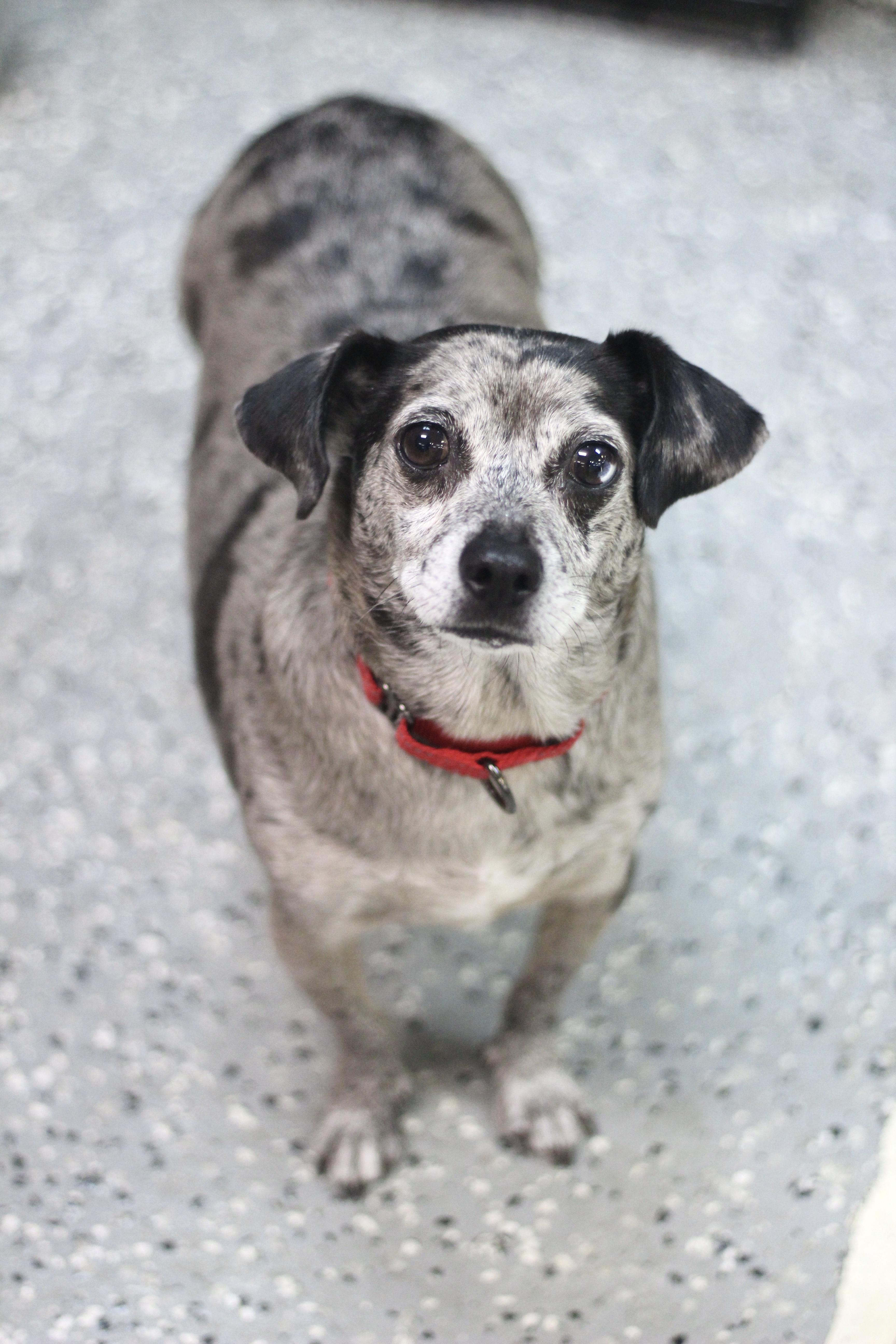 Enlarge Merle in NH Come Meet our Adoptable dogs Wed-Sat, more Info in Bio, an adoptable mixed breed in Manchester, NH image 5/6