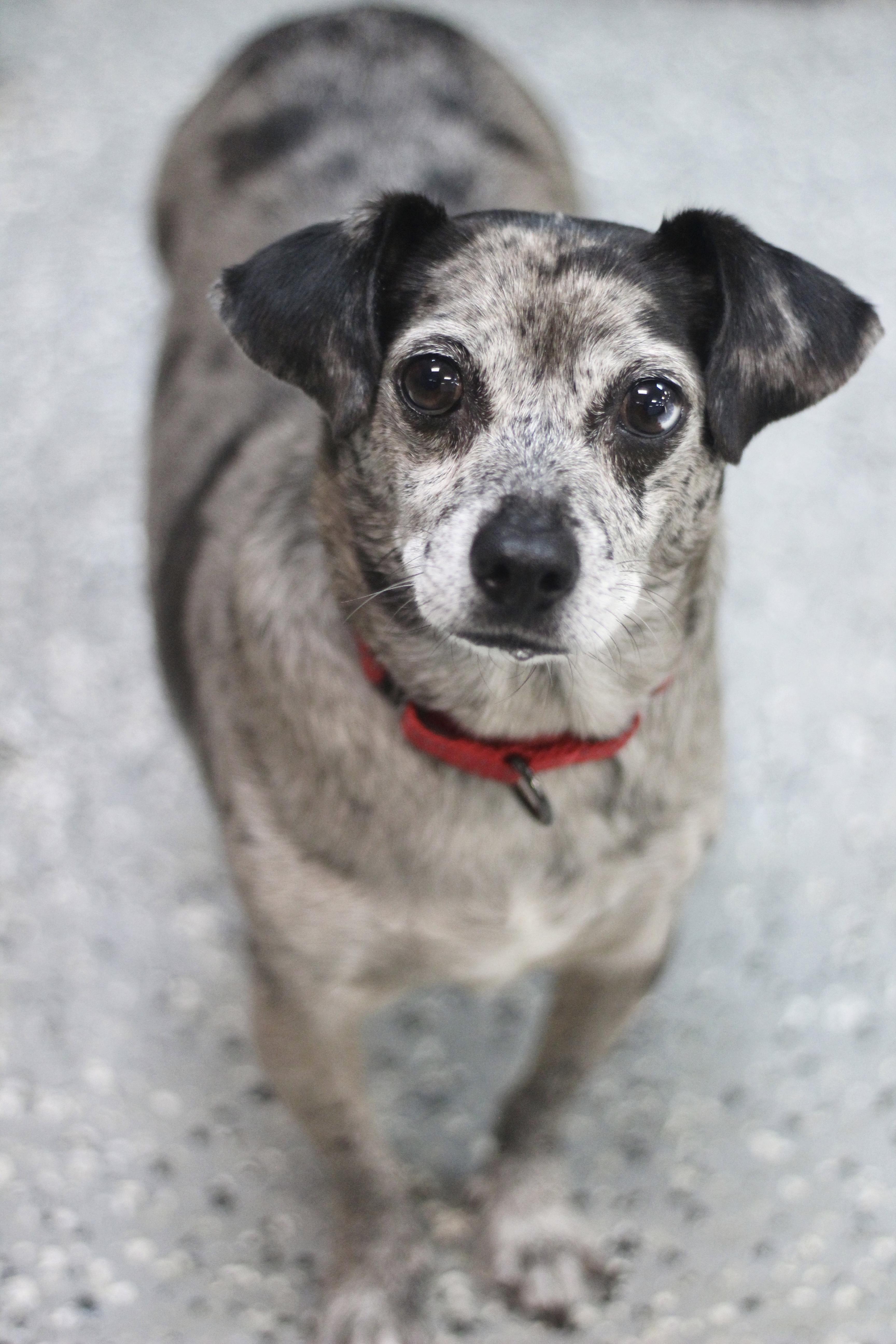 Enlarge Merle in NH Come Meet our Adoptable dogs Wed-Sat, more Info in Bio, an adoptable mixed breed in Manchester, NH image 6/6