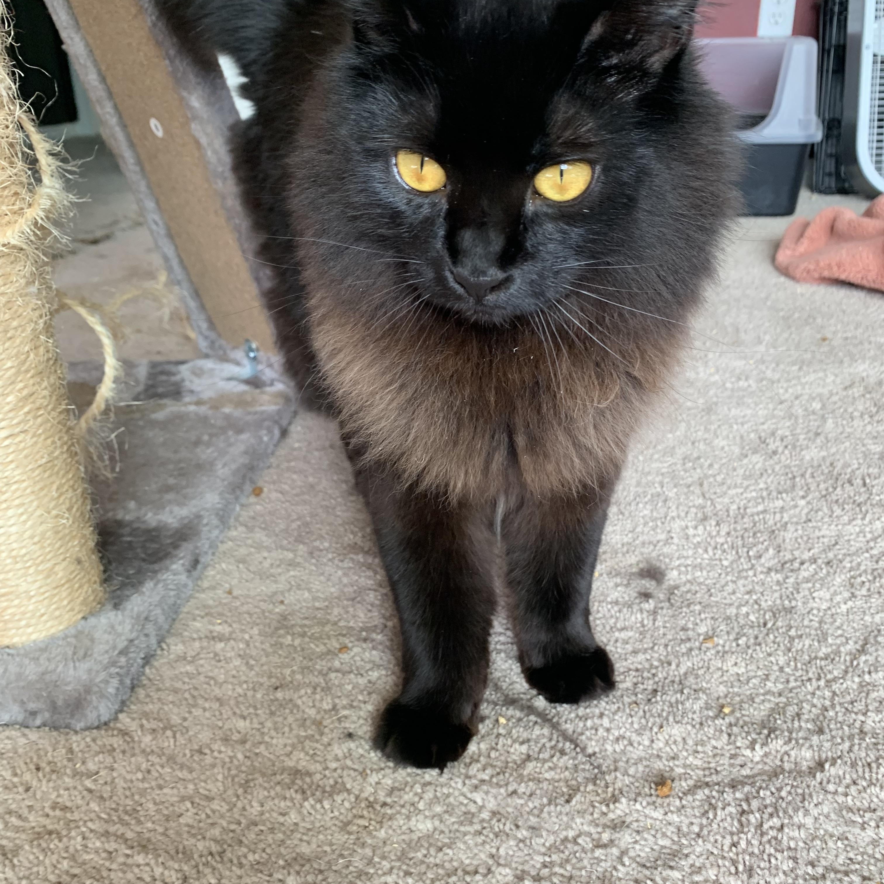 Enlarge HAPPY (COURTESY POST), a Adoptable Domestic Long Hair in Puyallup, WA image 5/5