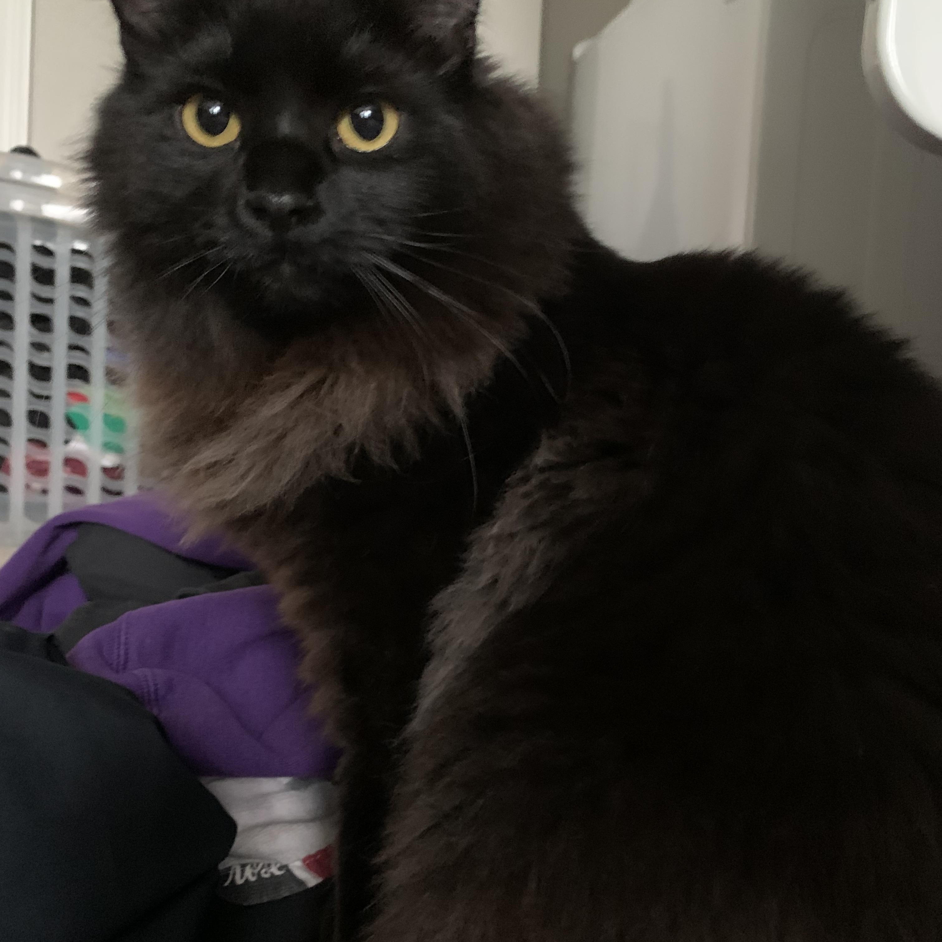 Enlarge HAPPY (COURTESY POST), a Adoptable Domestic Long Hair in Puyallup, WA image 2/5