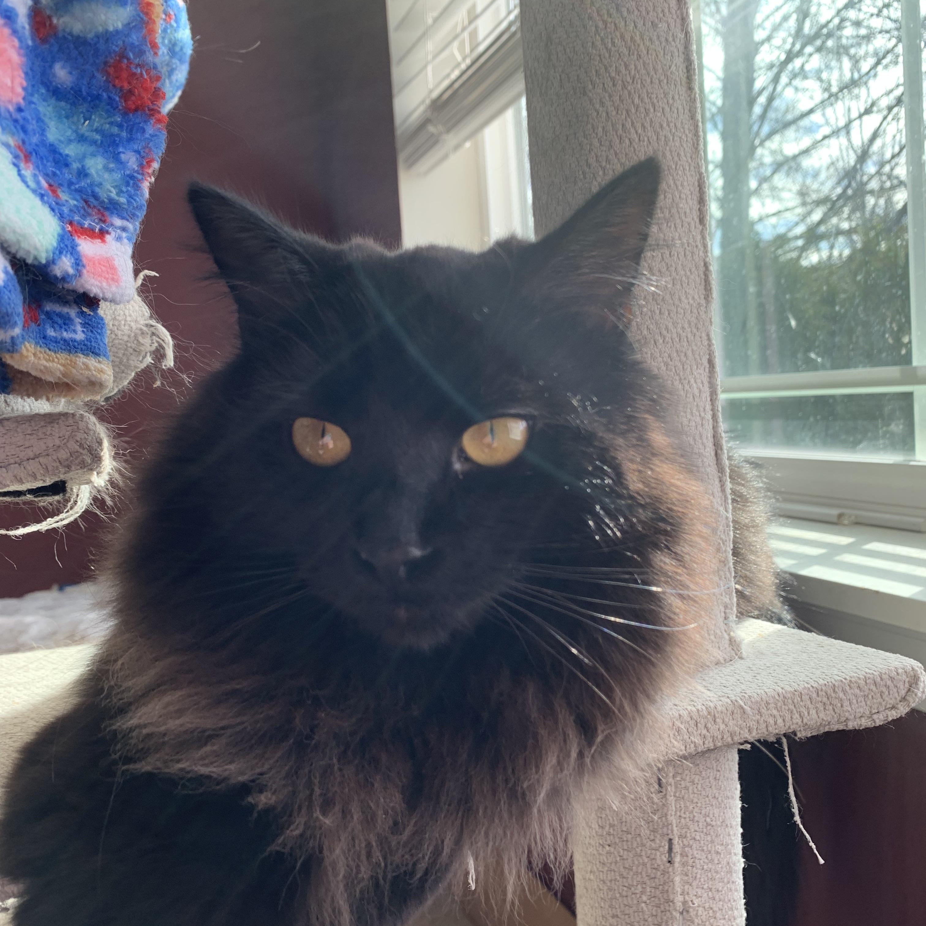 Enlarge HAPPY (COURTESY POST), a Adoptable Domestic Long Hair in Puyallup, WA image 1/5