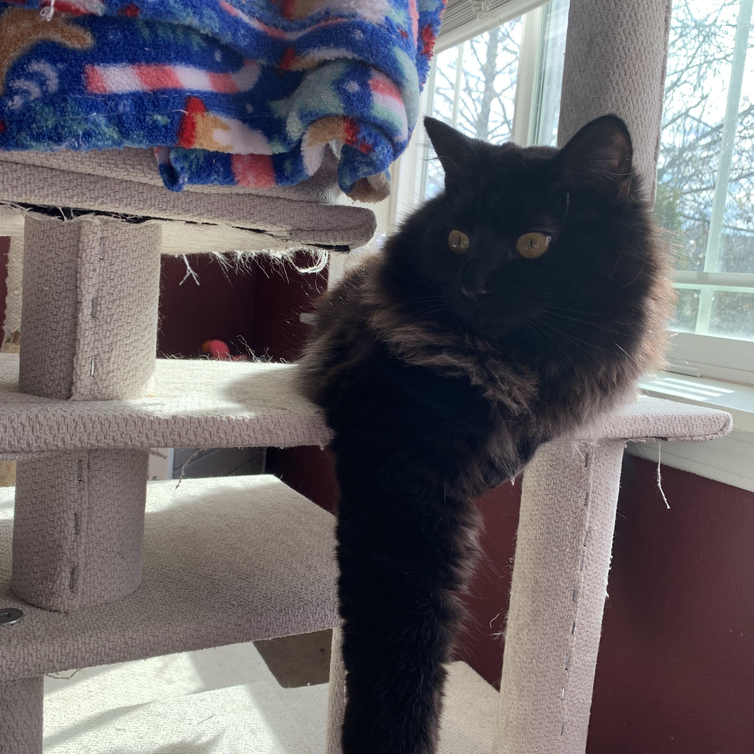 Enlarge HAPPY (COURTESY POST), a Adoptable Domestic Long Hair in Puyallup, WA image 4/5