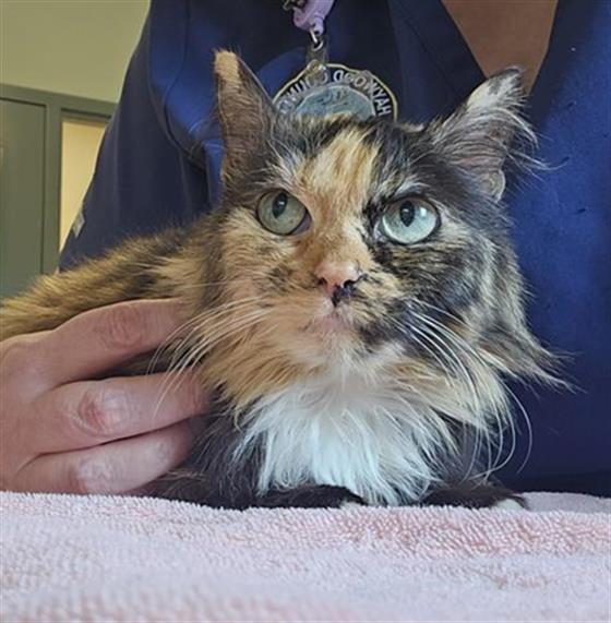 SPARROW, Adoptable, Adult Female Domestic Medium Hair.