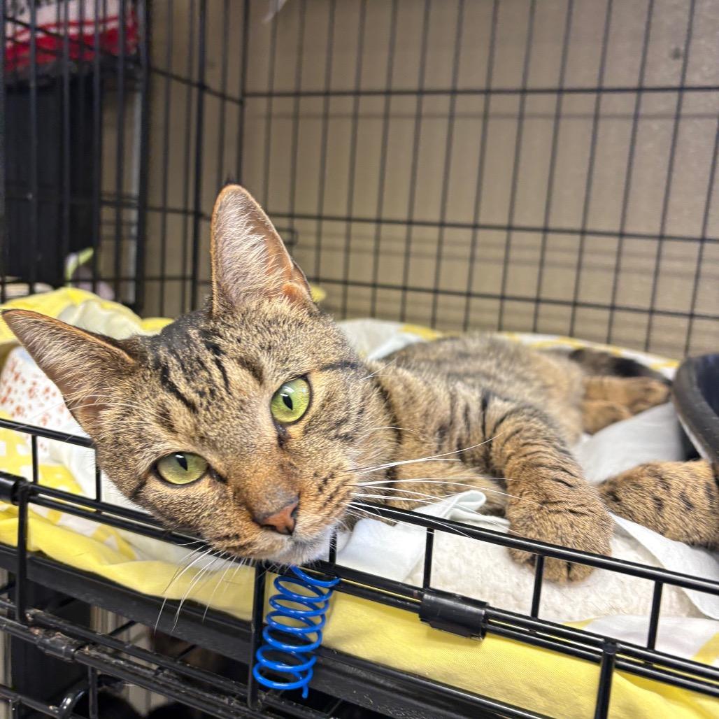 Enlarge Bunny, a Adoptable Domestic Short Hair in Pennsville, NJ image 1/1