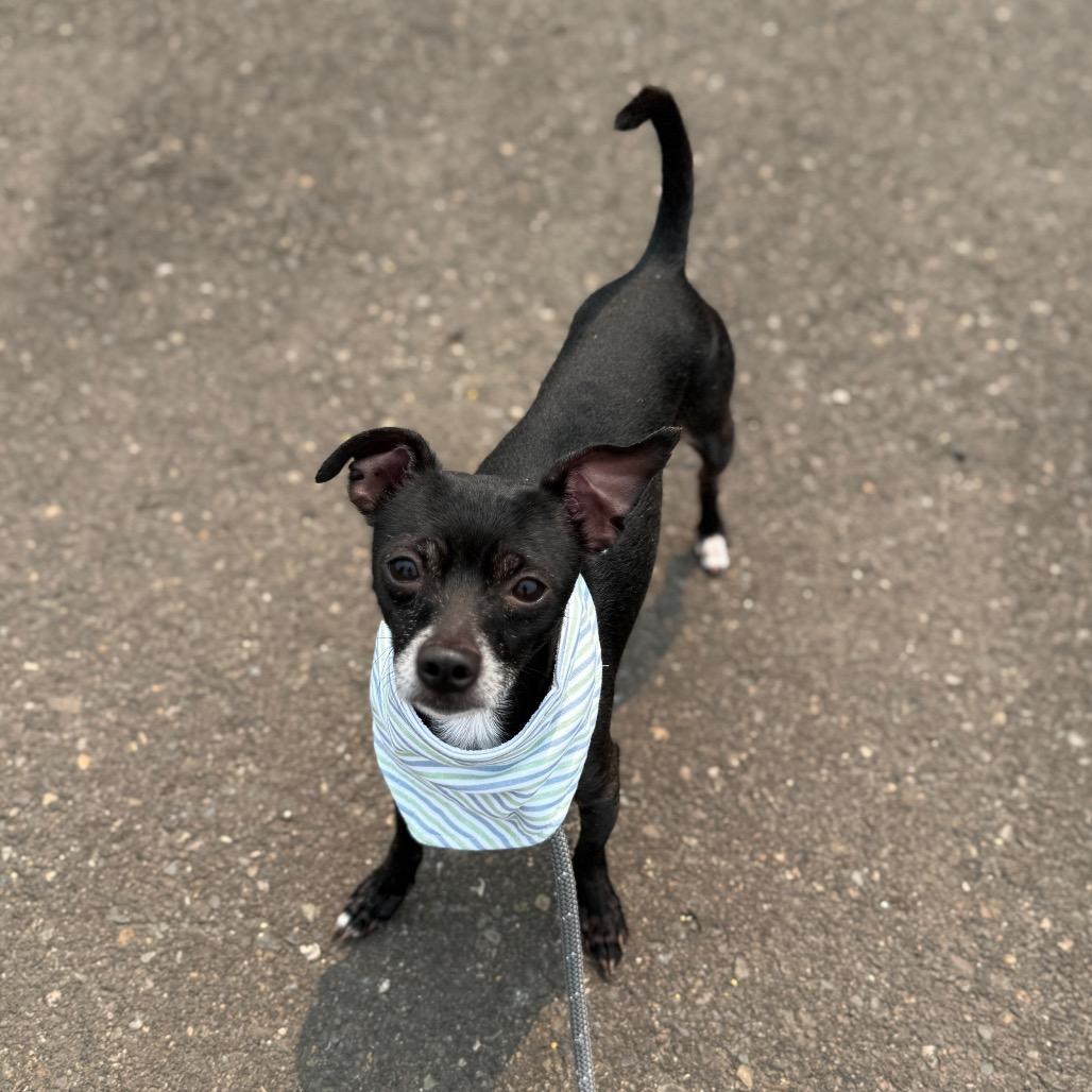 Francis, Adoptable, Adult Male Chihuahua.
