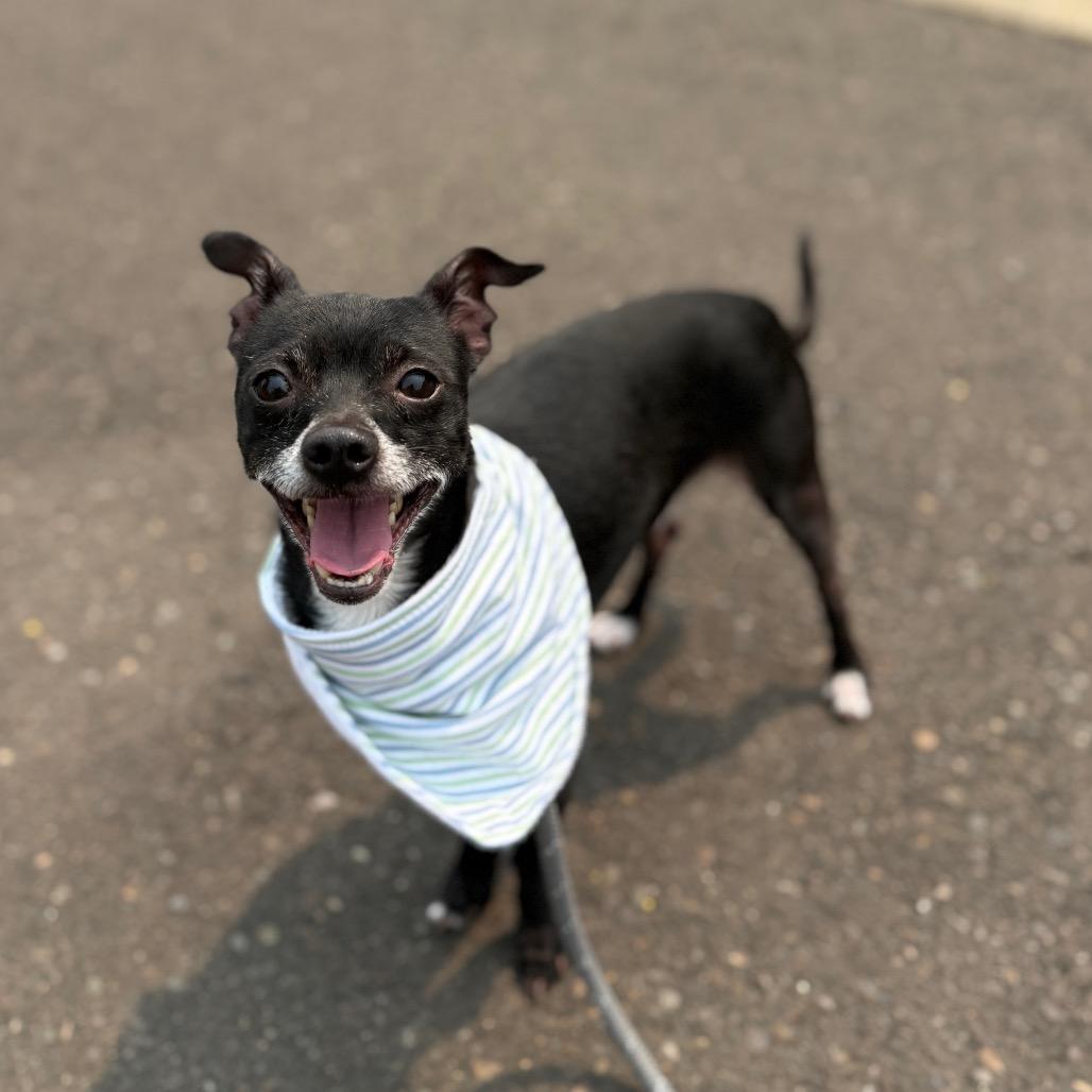Francis, a Adoptable Chihuahua in Newberg, OR image 2/4