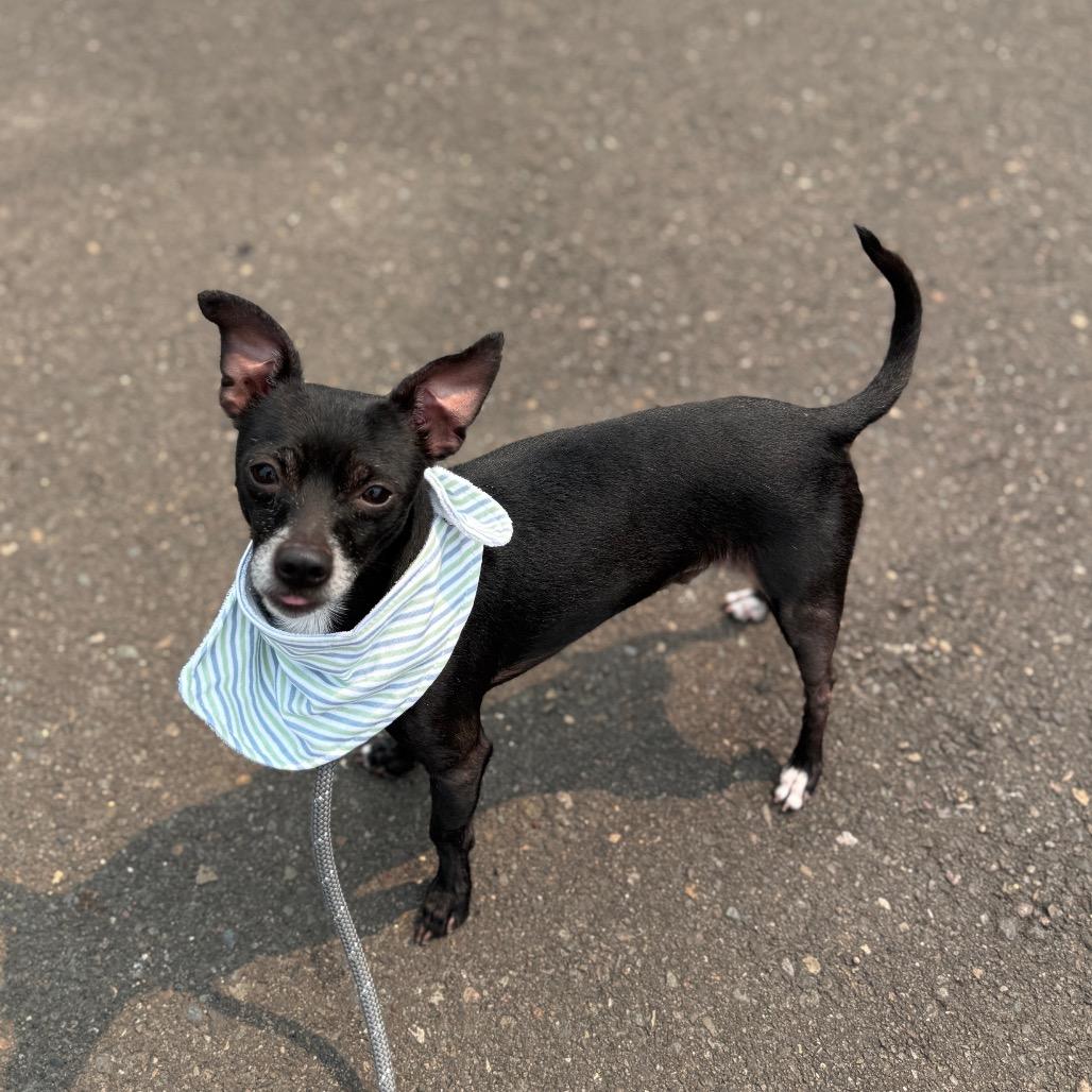 Francis, a Adoptable Chihuahua in Newberg, OR image 3/4