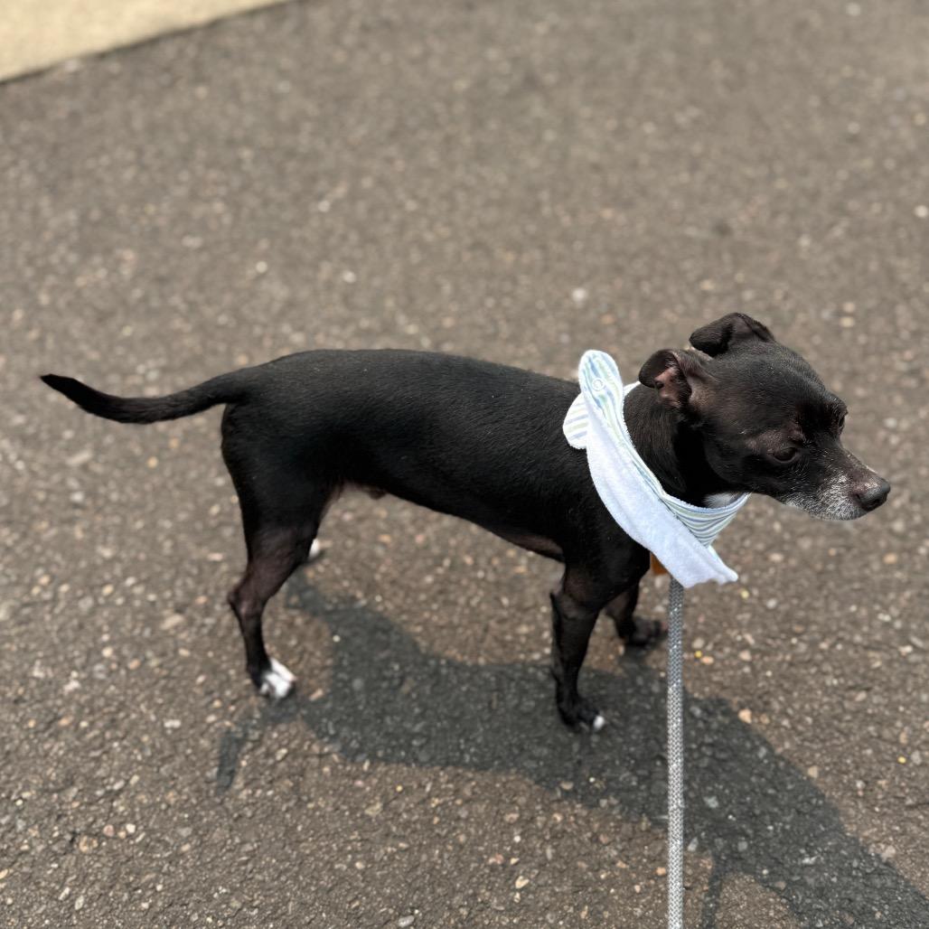 Francis, a Adoptable Chihuahua in Newberg, OR image 4/4