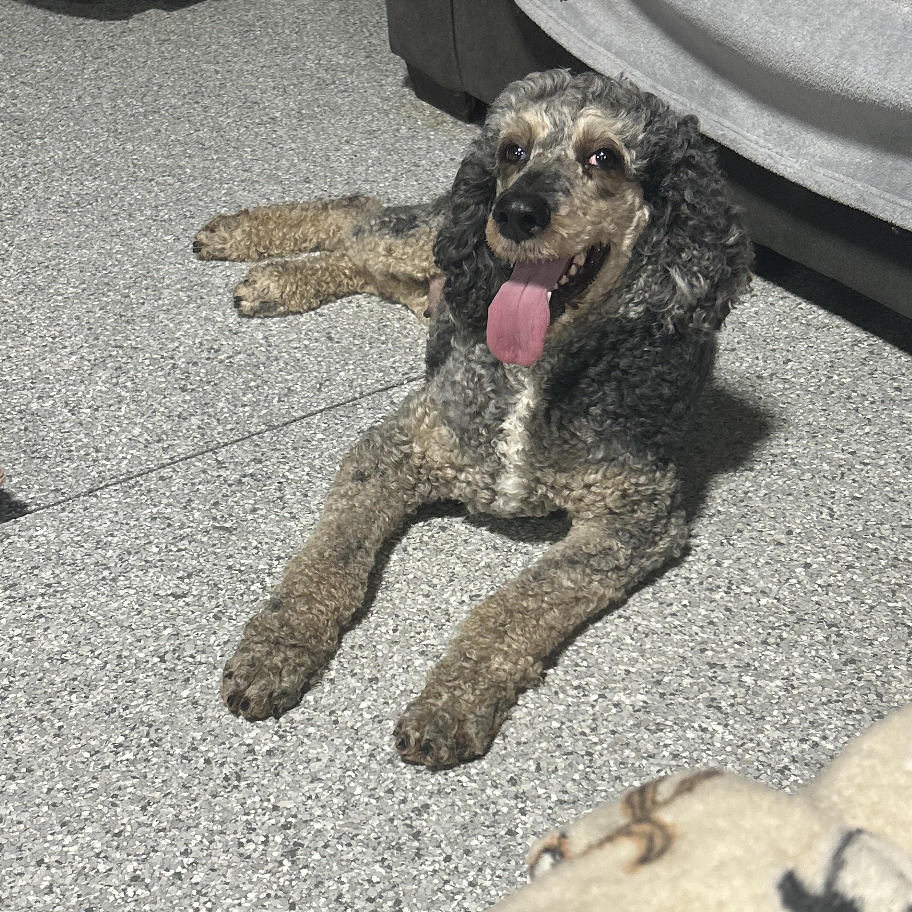 Family dog Fancy, a Adoptable Standard Poodle in Maumee , OH image 1/6