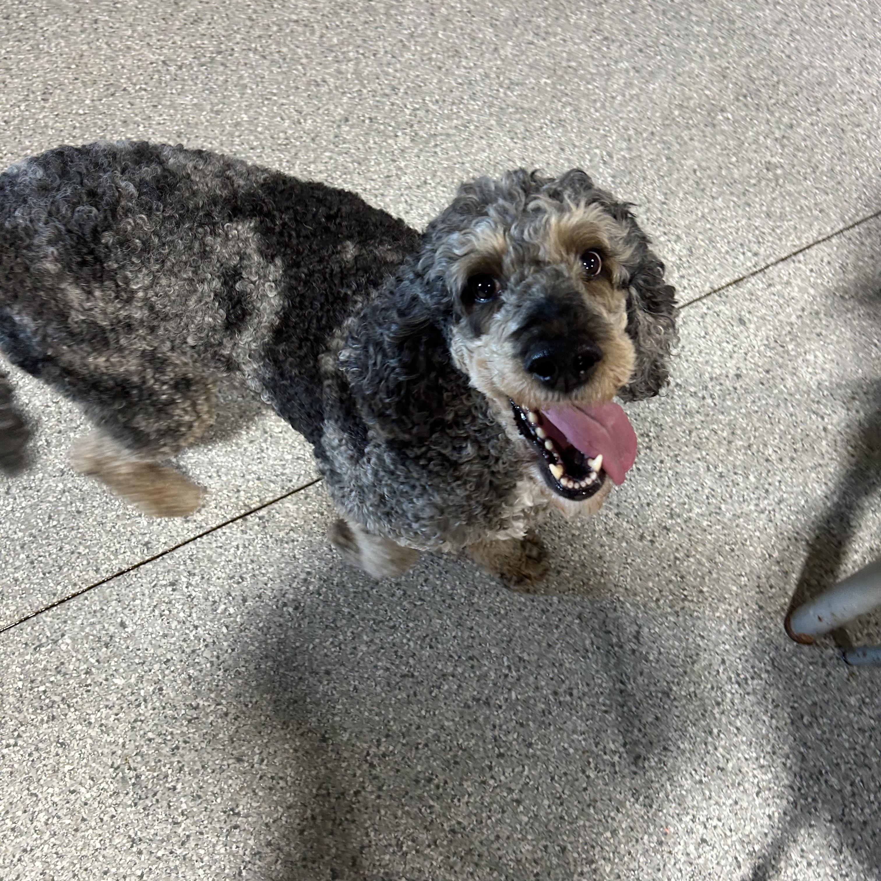 Family dog Fancy, a Adoptable Standard Poodle in Maumee , OH image 6/6