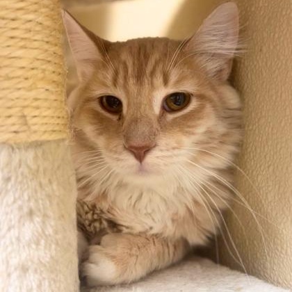 Chucky, a ADOPTABLE Domestic Medium Hair in Quincy, IL image 3/3