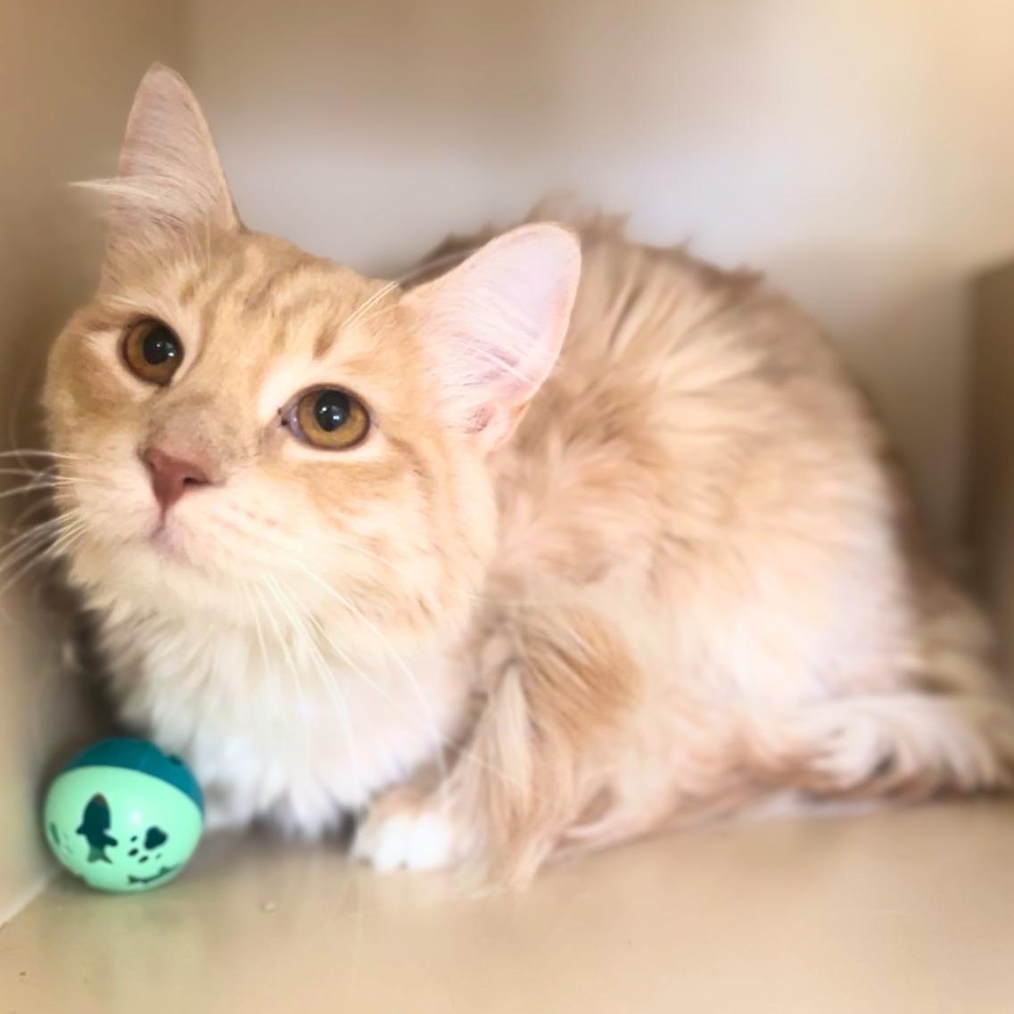 Chucky, ADOPTABLE, Young Male Domestic Medium Hair.