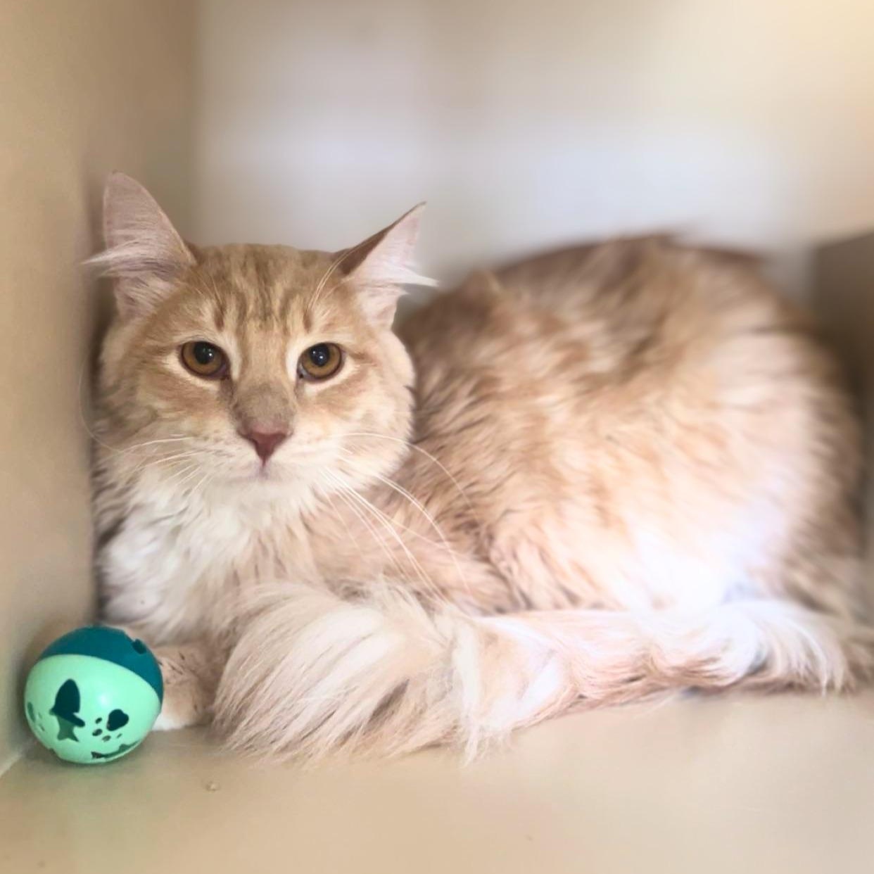 Chucky, a ADOPTABLE Domestic Medium Hair in Quincy, IL image 2/3