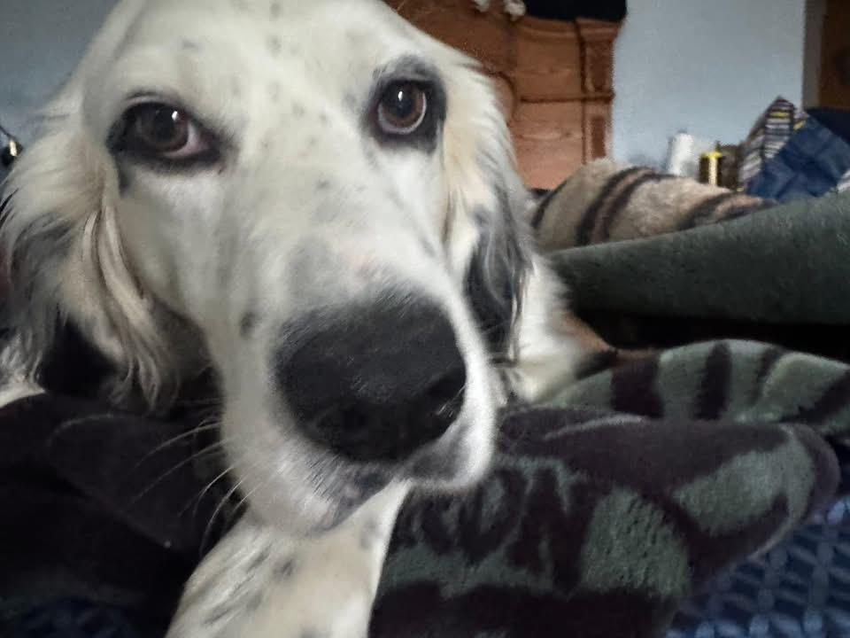 Enlarge Goose, a ADOPTABLE English Setter in New Roads, LA image 4/4