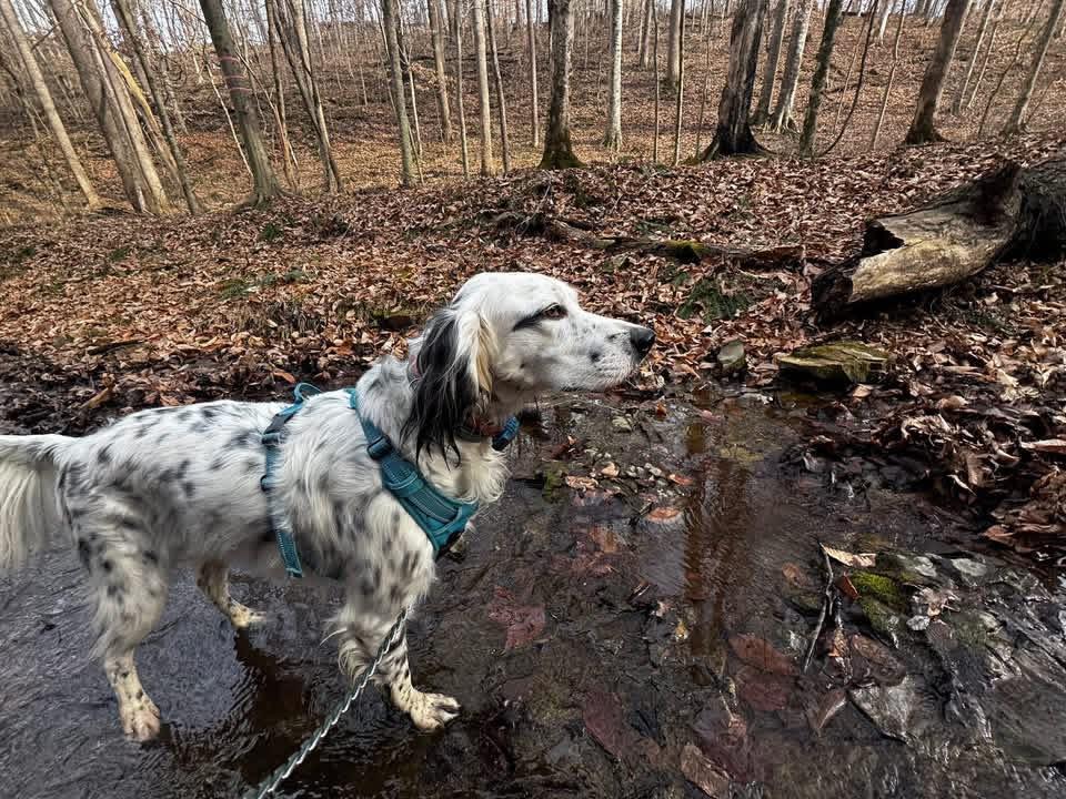 Enlarge Goose, a ADOPTABLE English Setter in New Roads, LA image 3/4