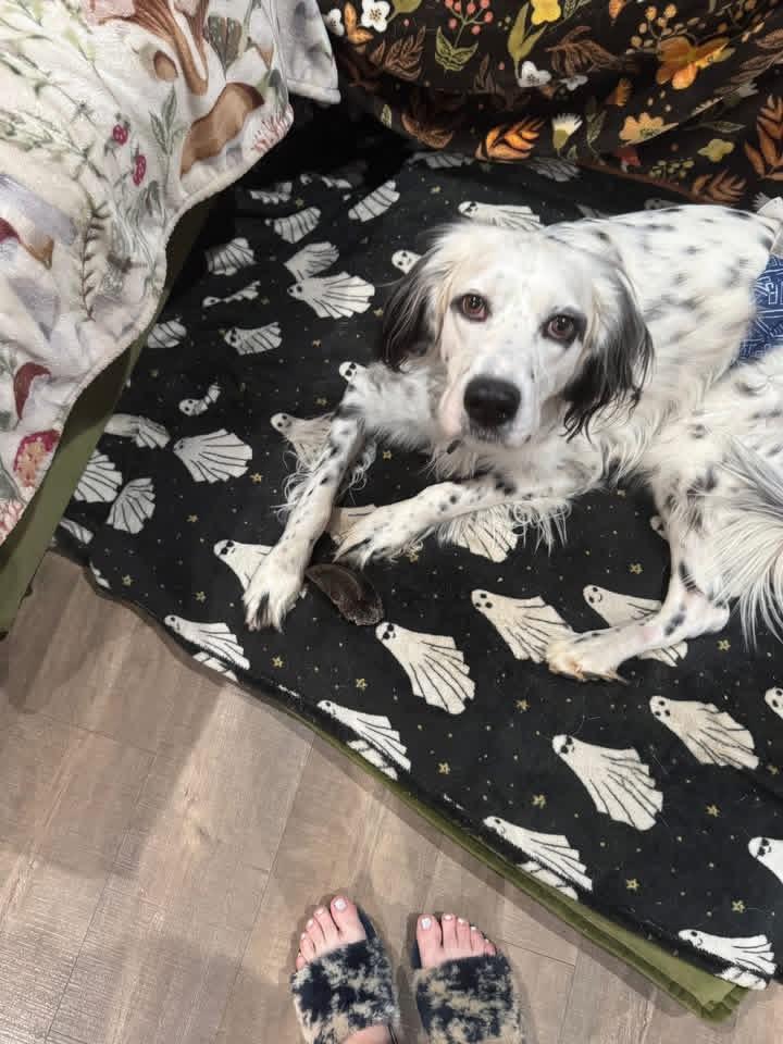 Enlarge Goose, a ADOPTABLE English Setter in New Roads, LA image 2/4