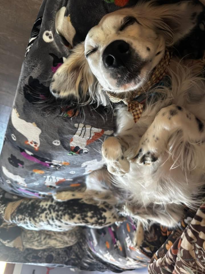 Enlarge Goose, a ADOPTABLE English Setter in New Roads, LA image 1/4