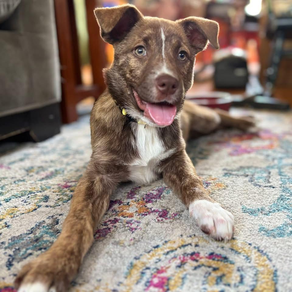 Lyra, a Adoptable mixed breed in Berlin, NJ image 1/3