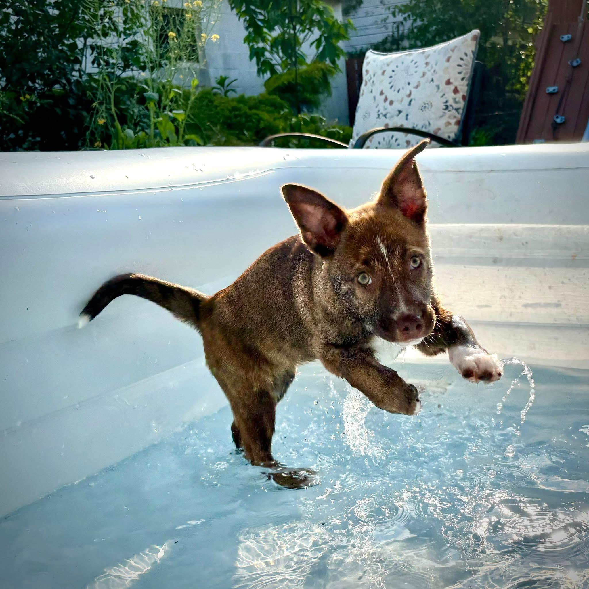Lyra, a Adoptable mixed breed in Berlin, NJ image 2/3