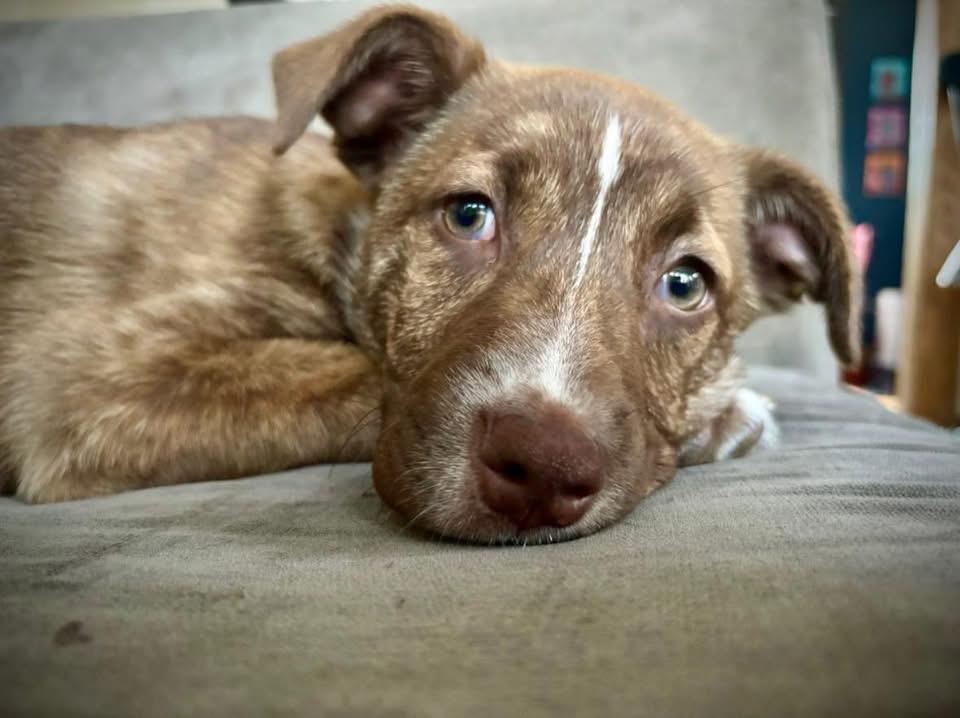 Lyra, a Adoptable mixed breed in Berlin, NJ image 3/3