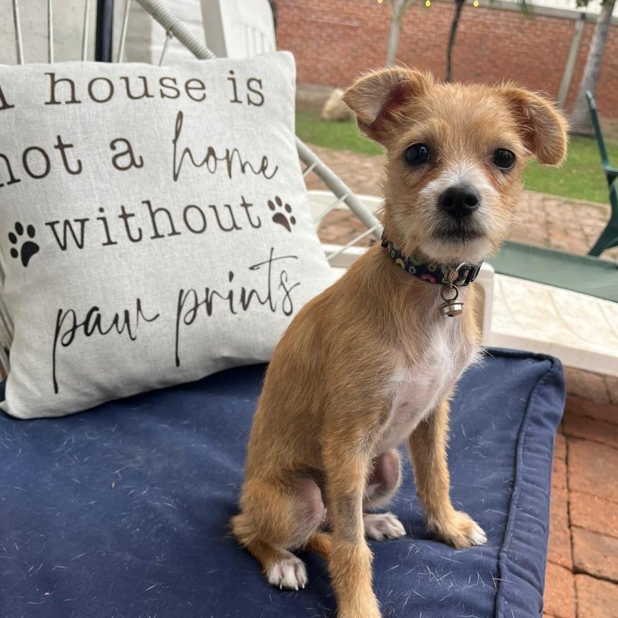 Cempi — thumbnail 2