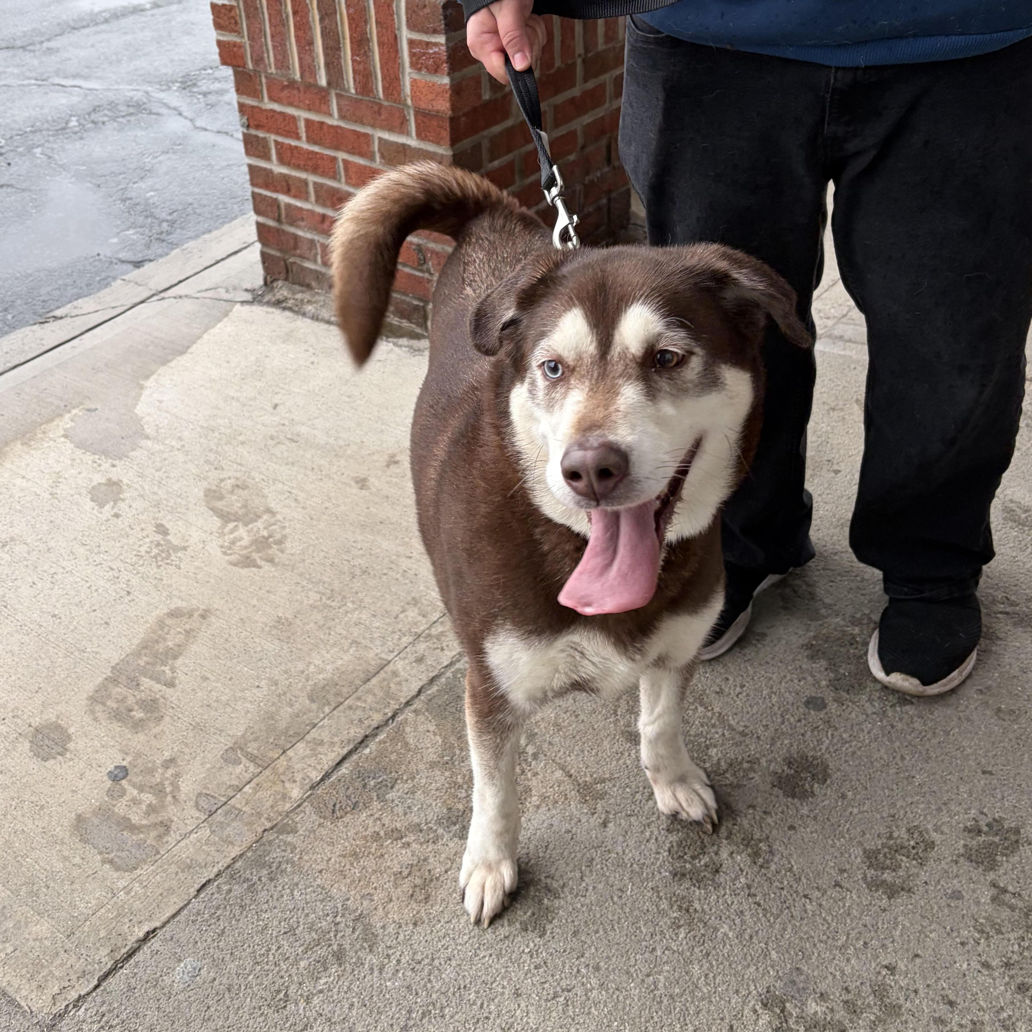 Ryu, a ADOPTABLE mixed breed in Rensselaer, NY image 2/2